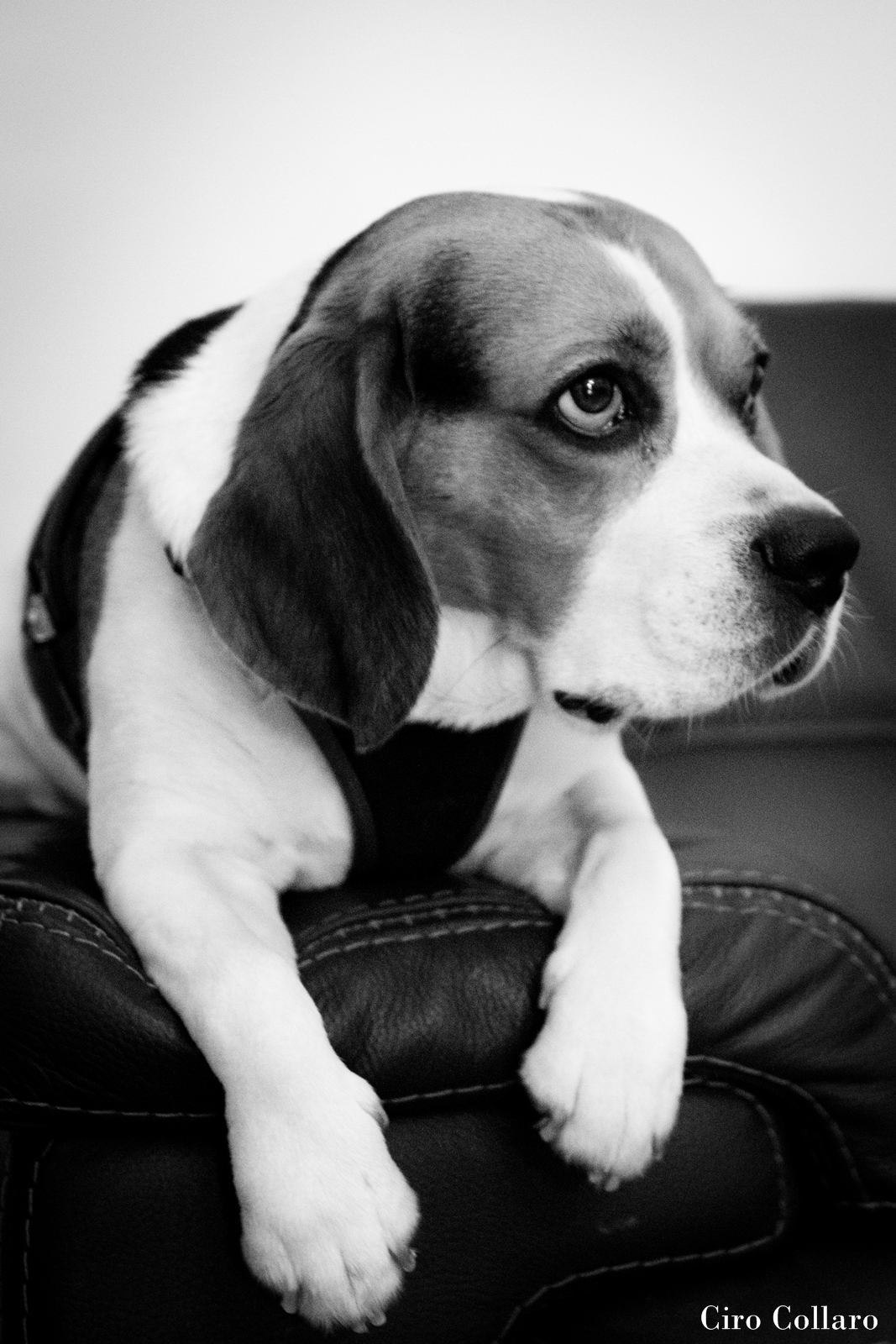 Beagle...