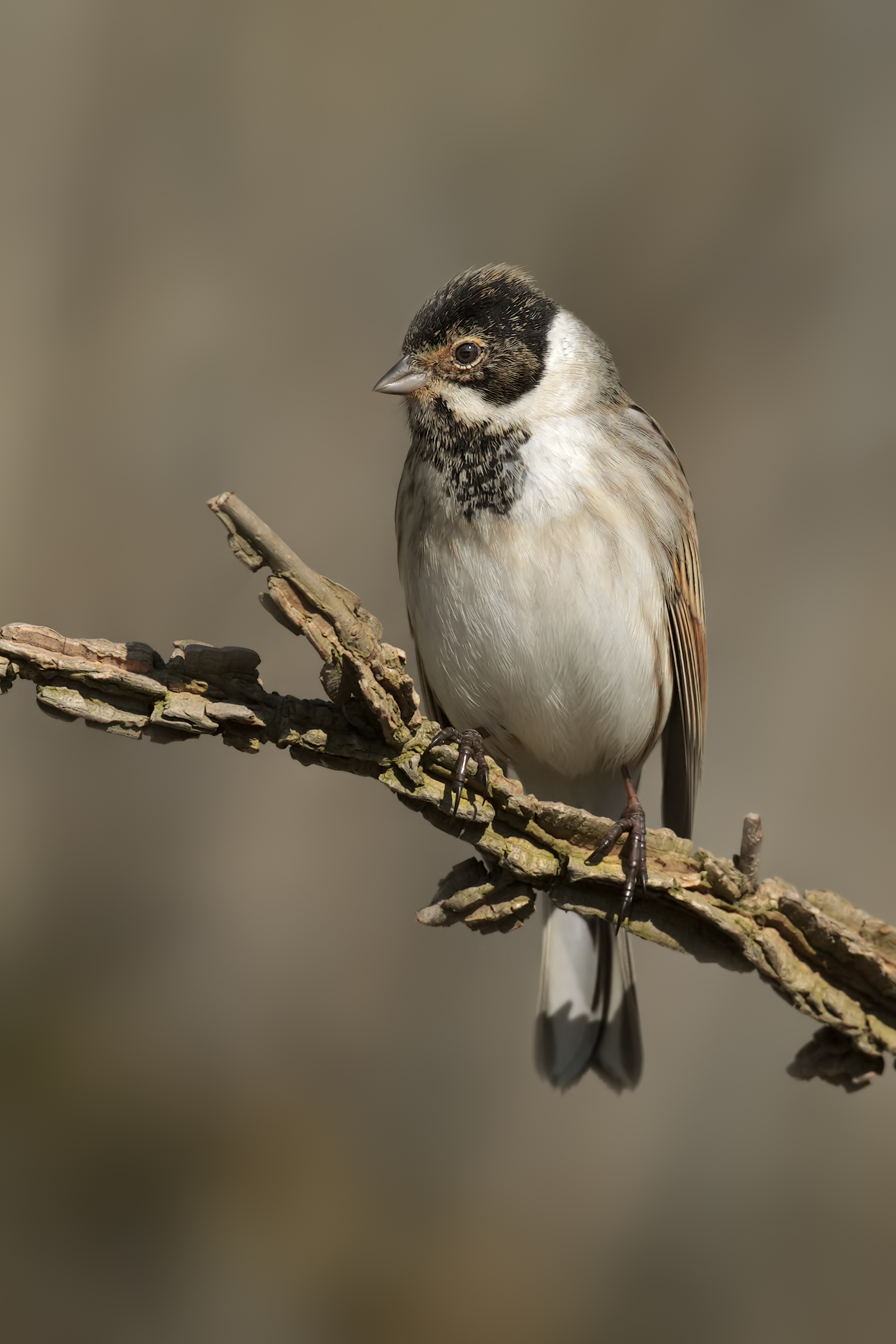 Reed Bunting...