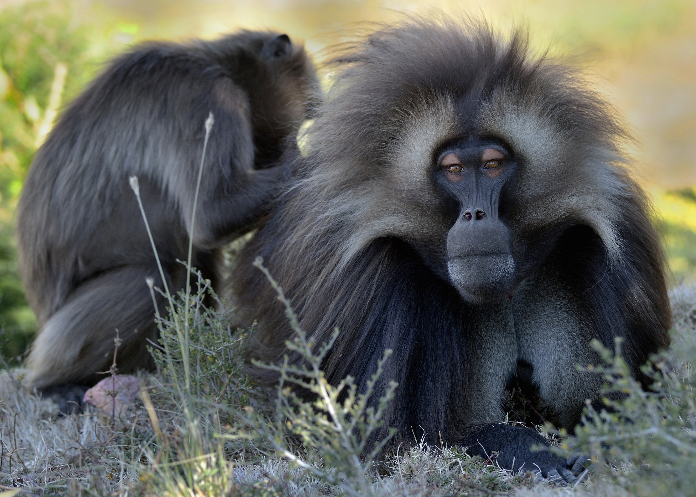 Ethiopia 2015 - Gelada baboon...