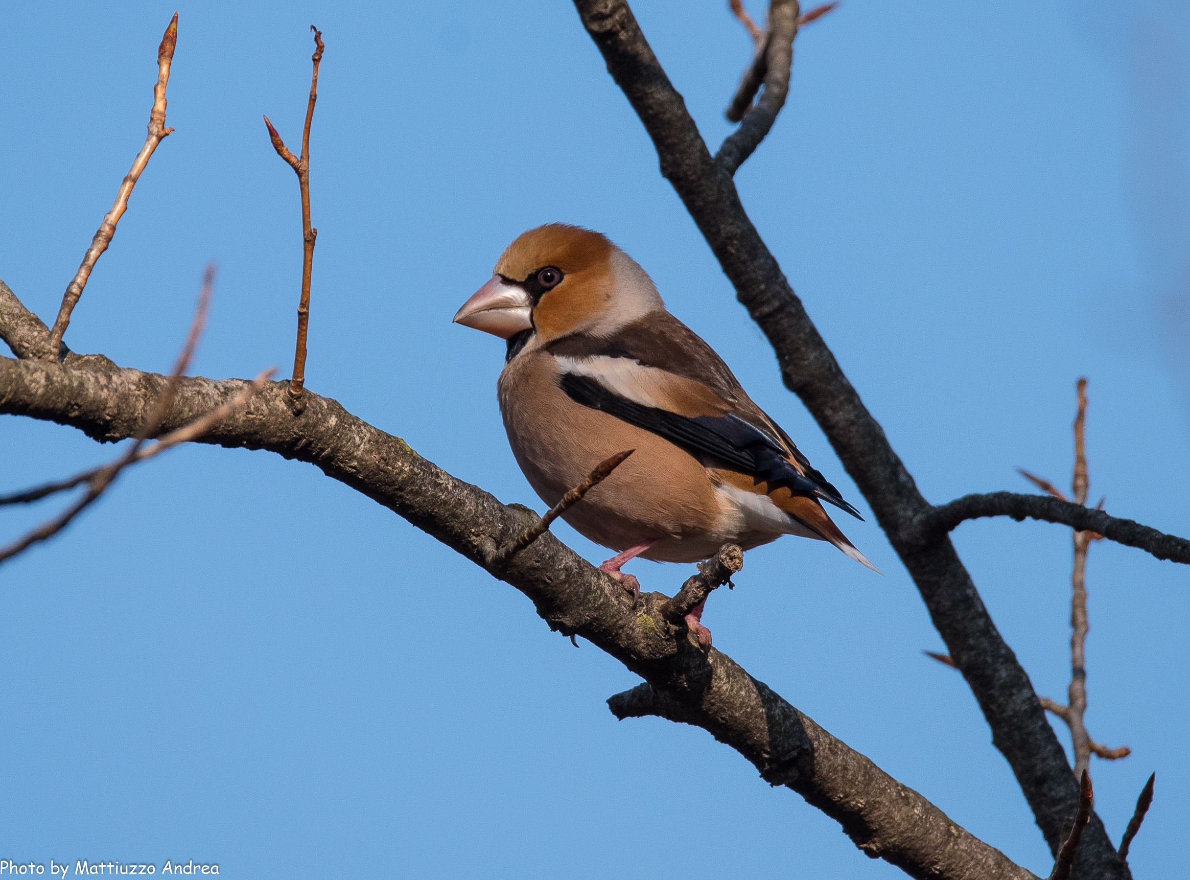 Hawfinch a bit 'away...