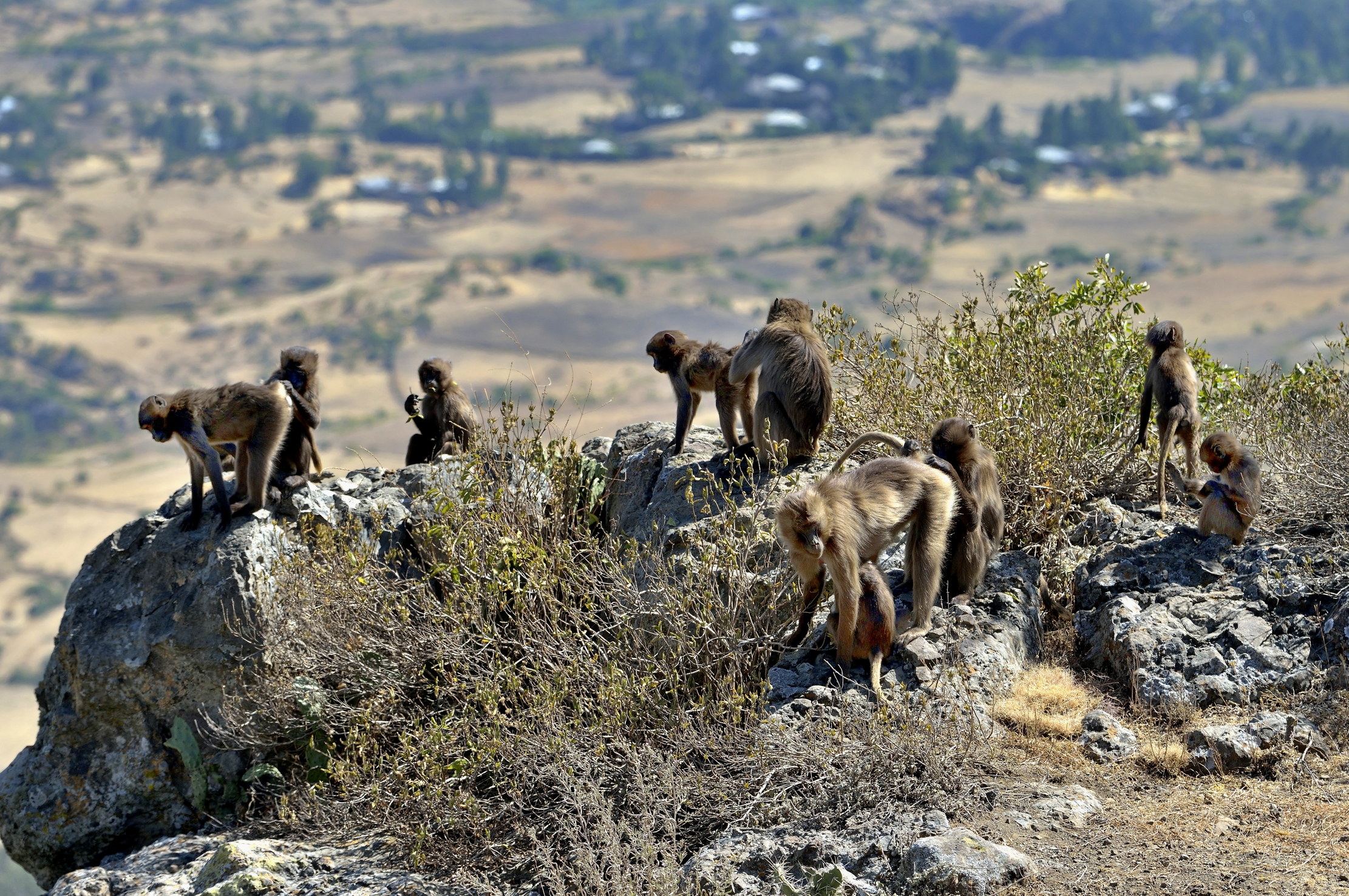 Ethiopia 2015 - Gelada Baboons...