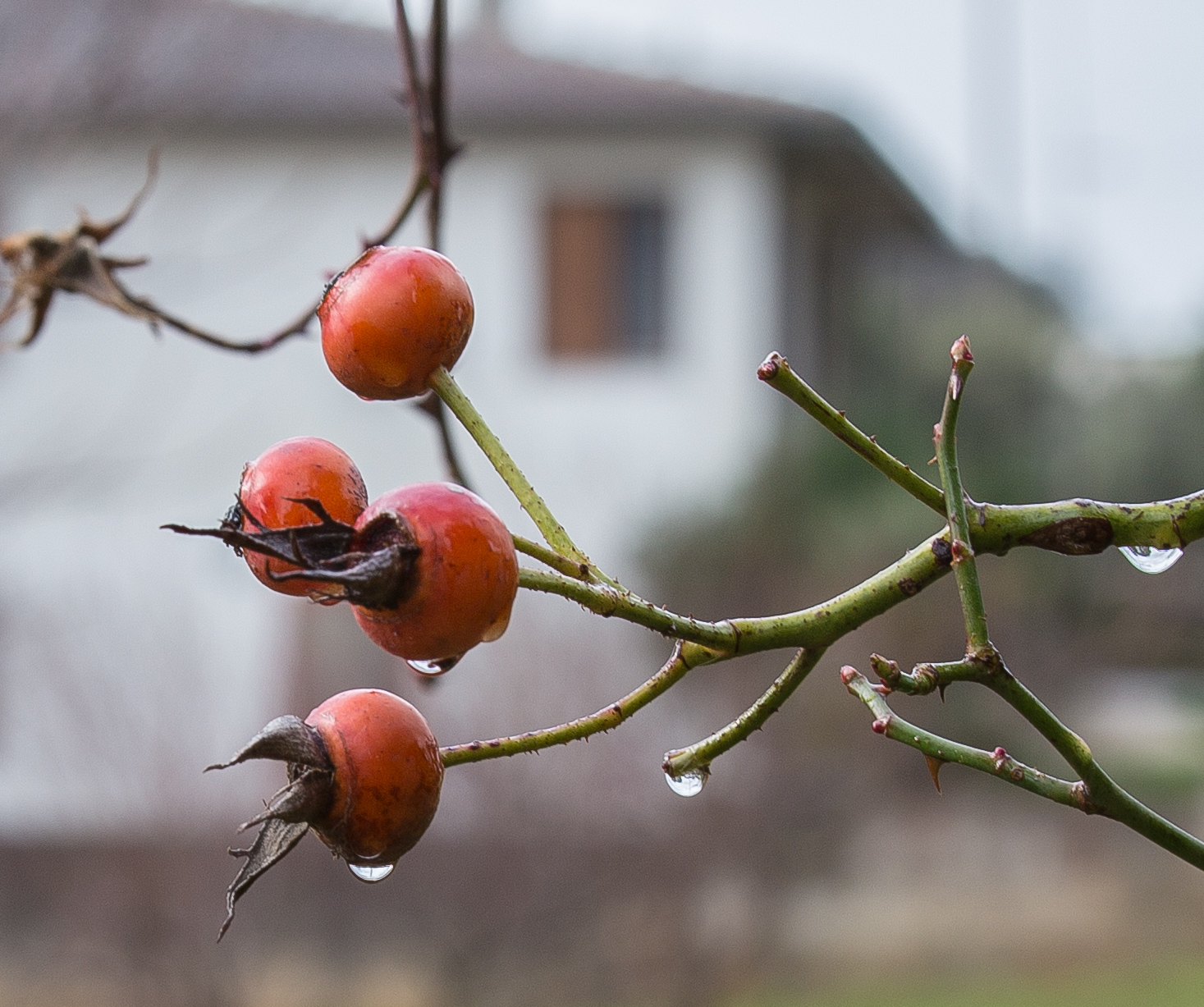 4 rosehips and 4 drops...