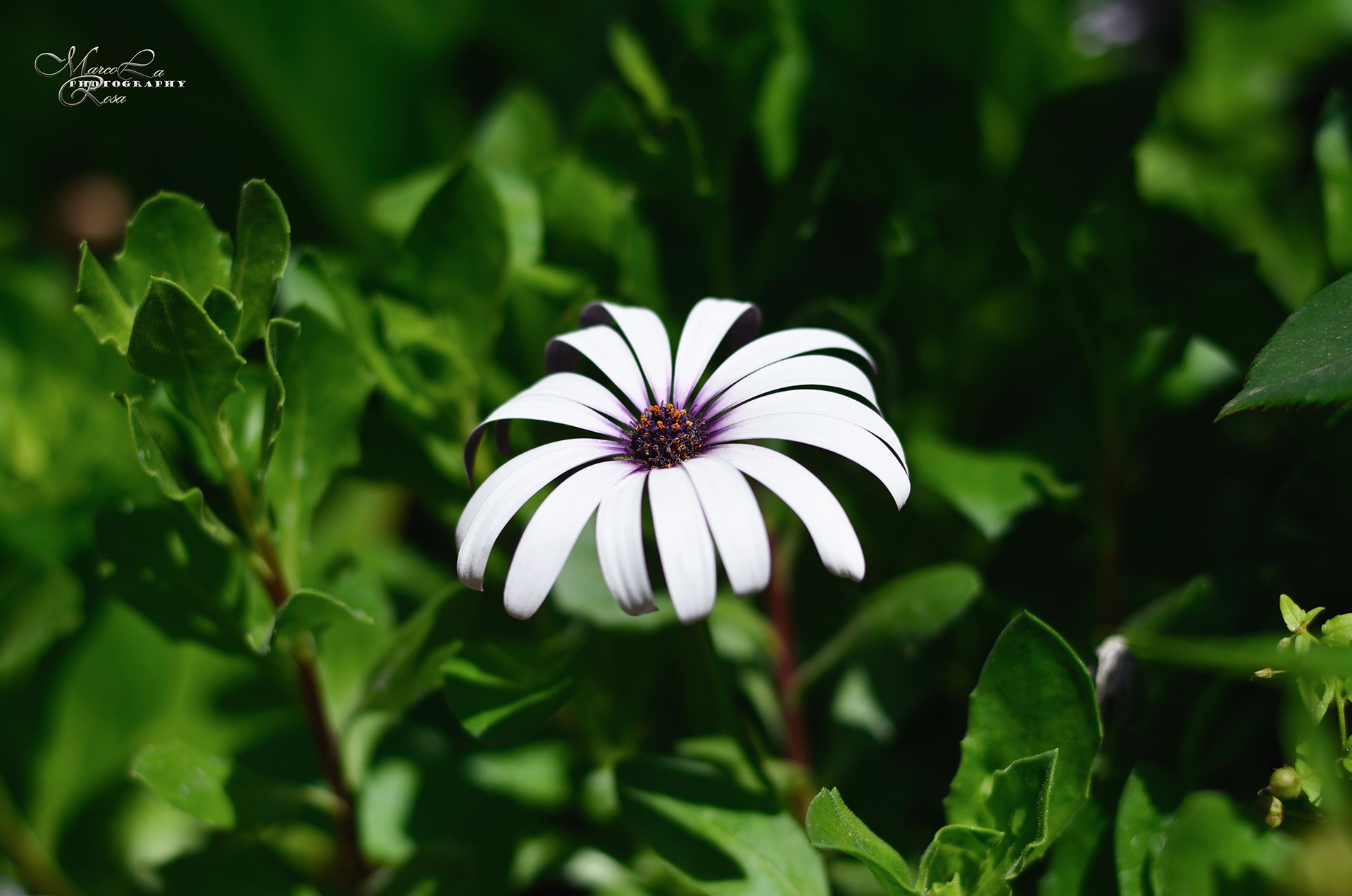 Il solitario bianco...
