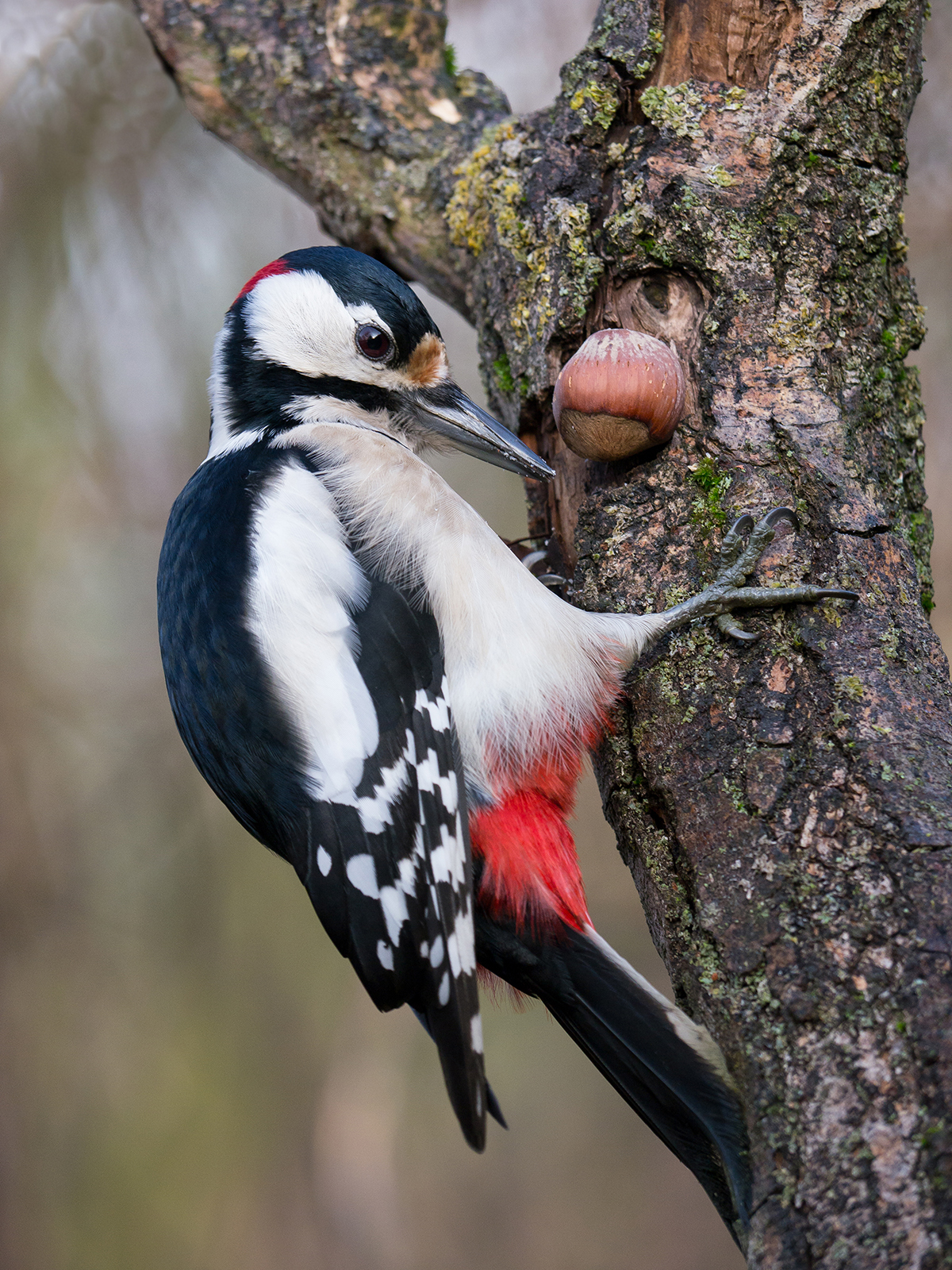 Spotted Woodpecker (male)...