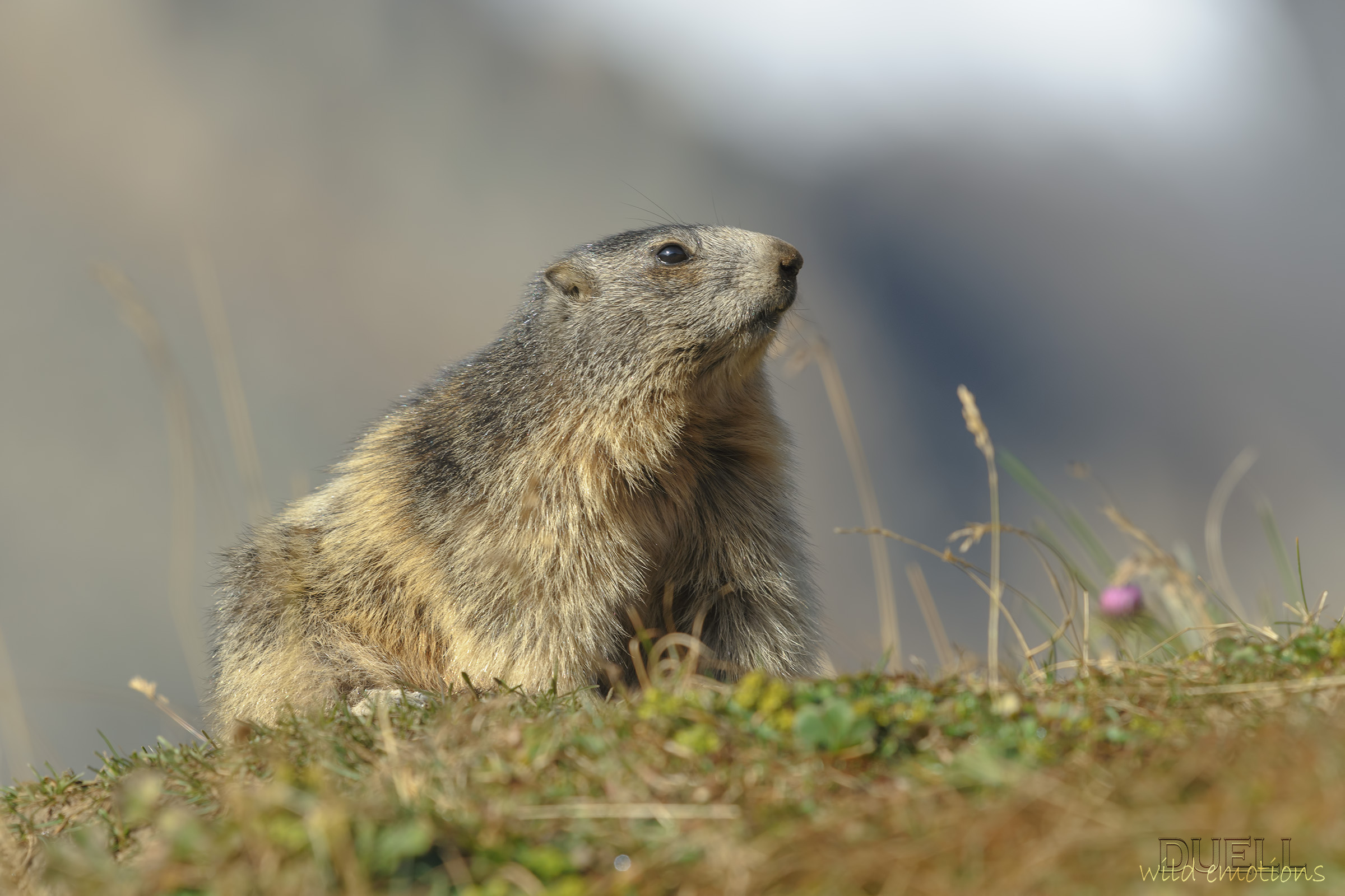 good morning, marmot...