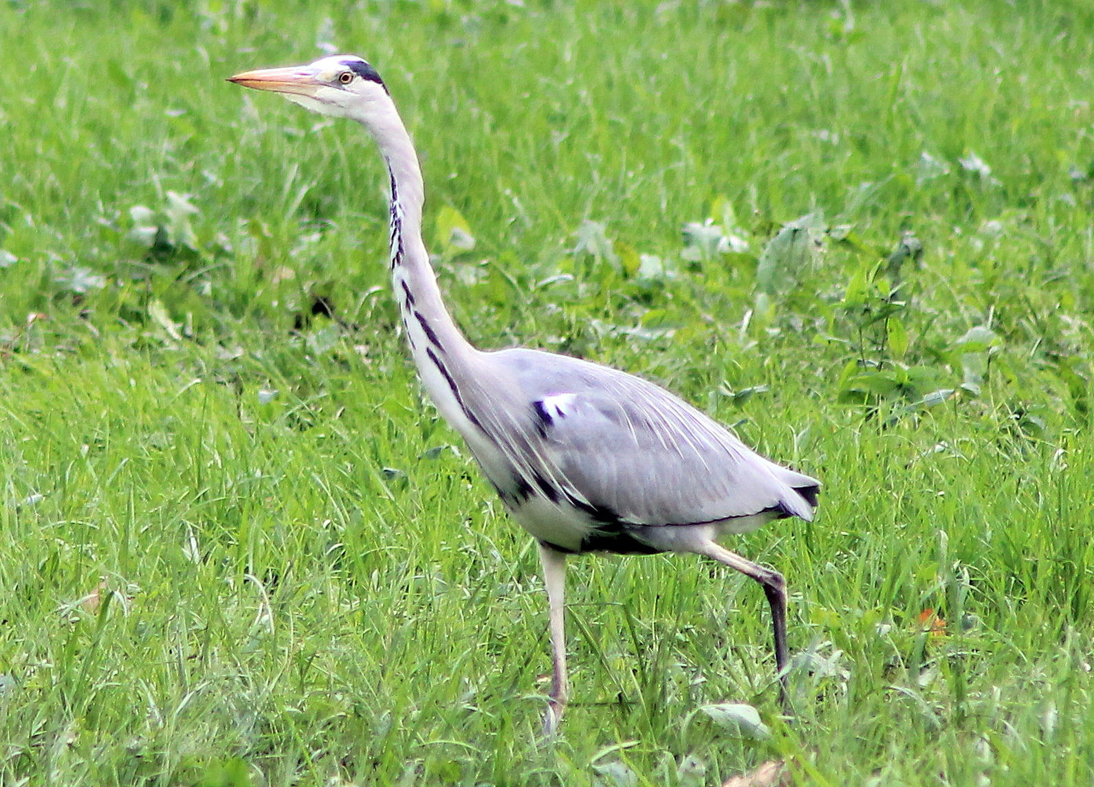 heron in monza...