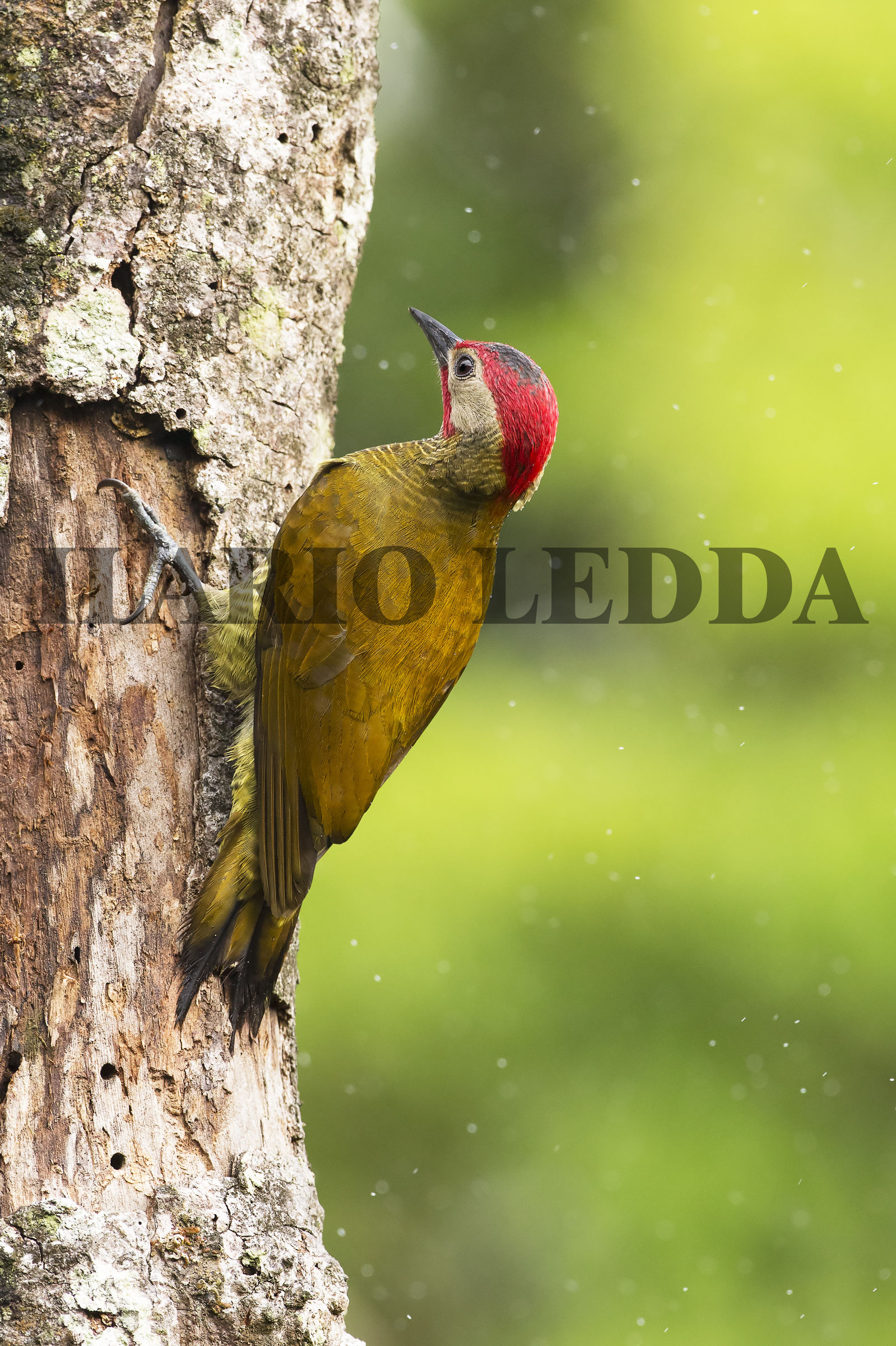 Golden-olive Woodpecker Male...
