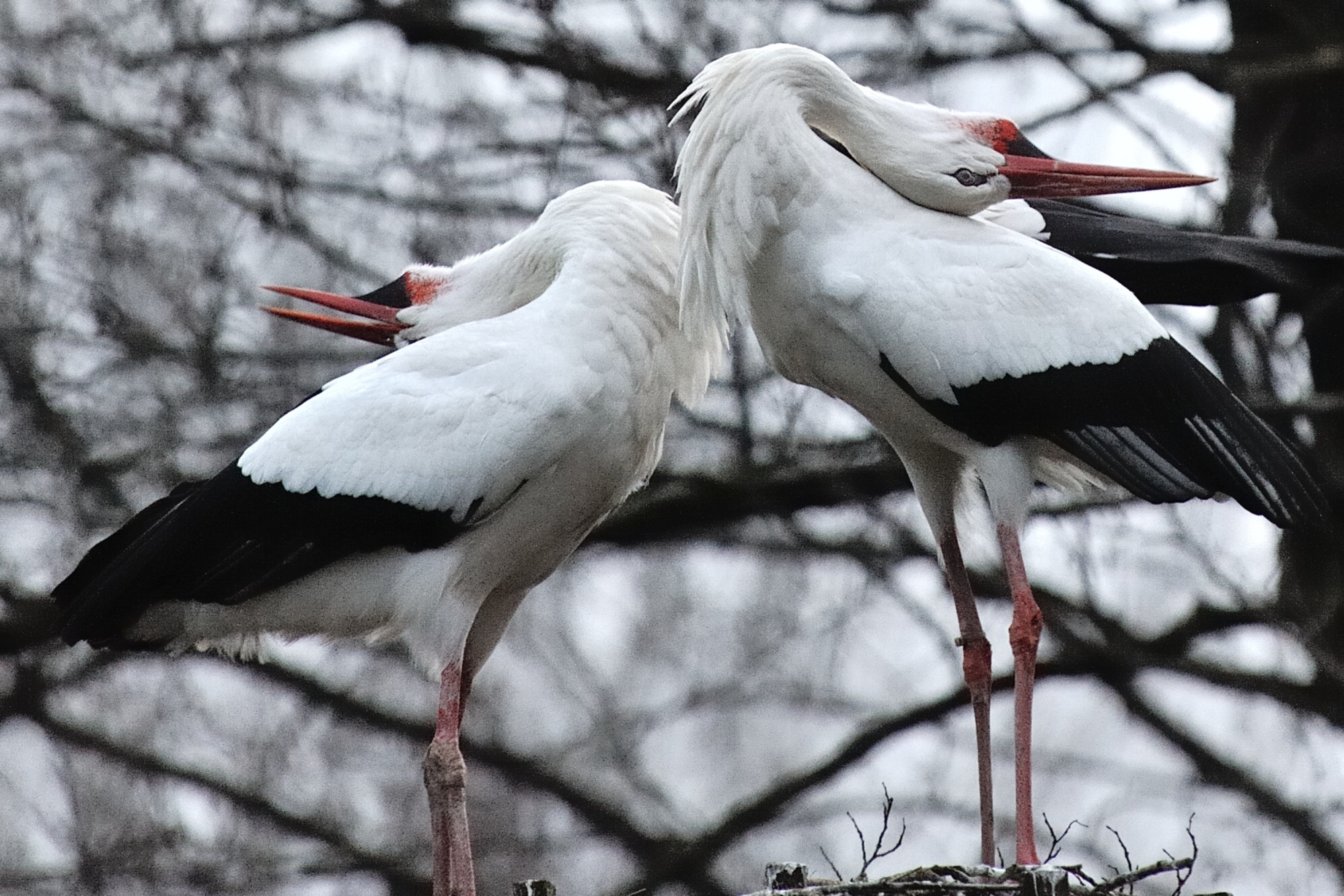 Courtship between storks...