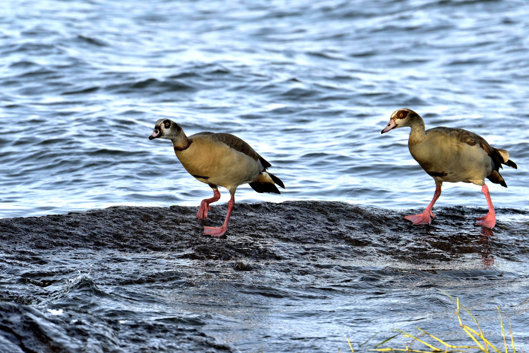 Ethiopia 2015 - Geese Nile...