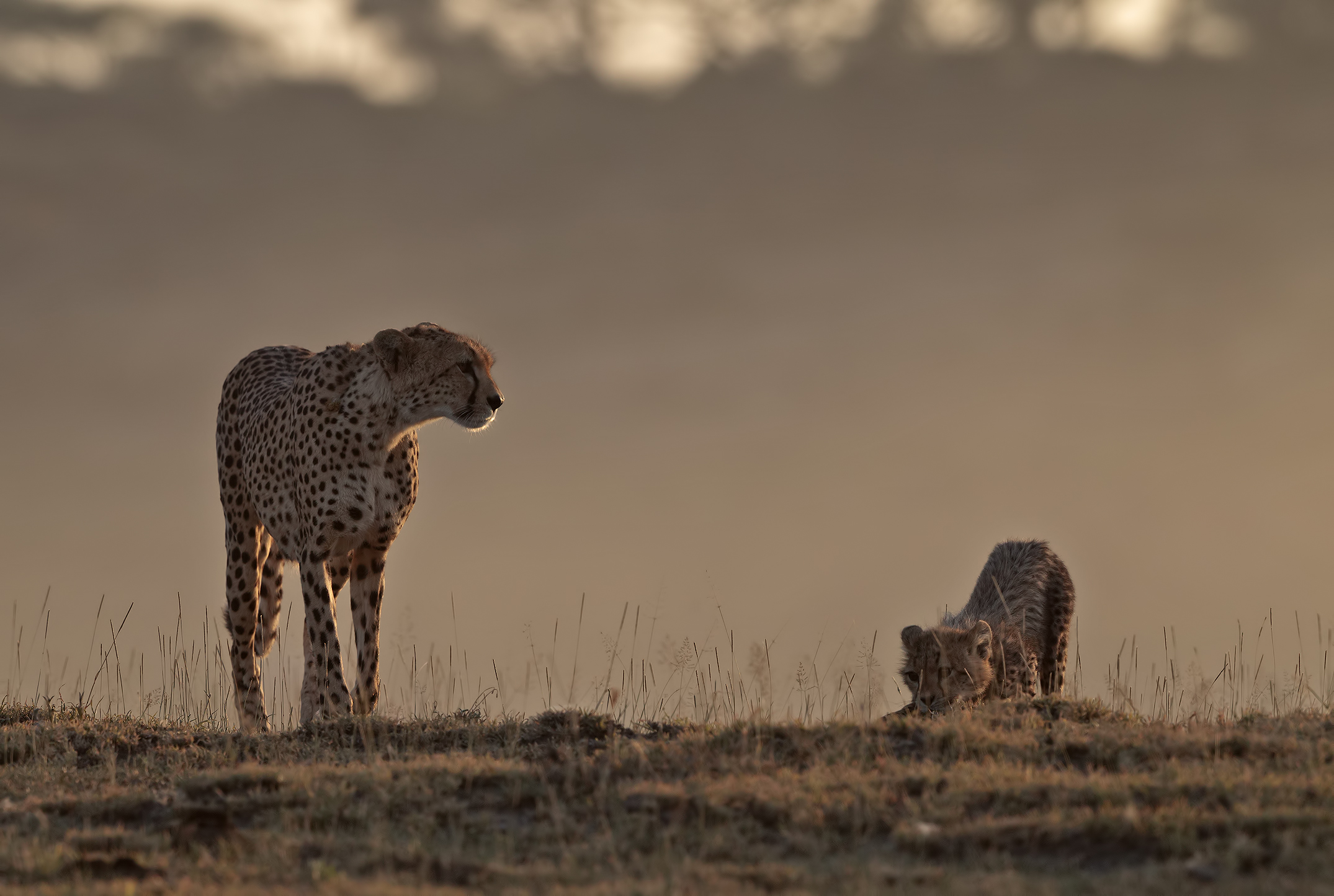 Mamma ghepardo con cucciolo nell'alba dorata...