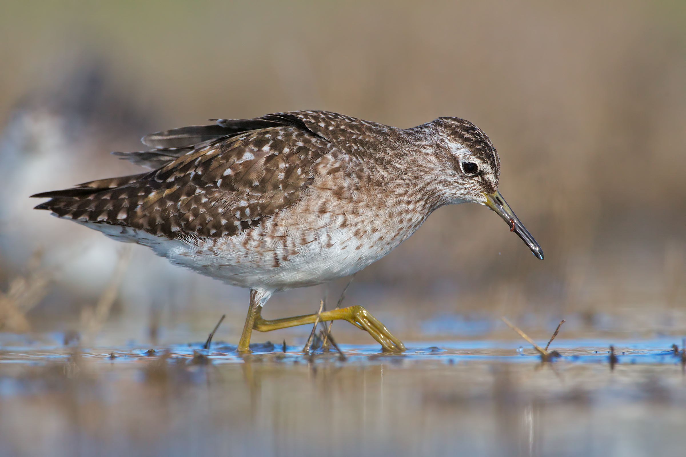 Wood Sandpiper...