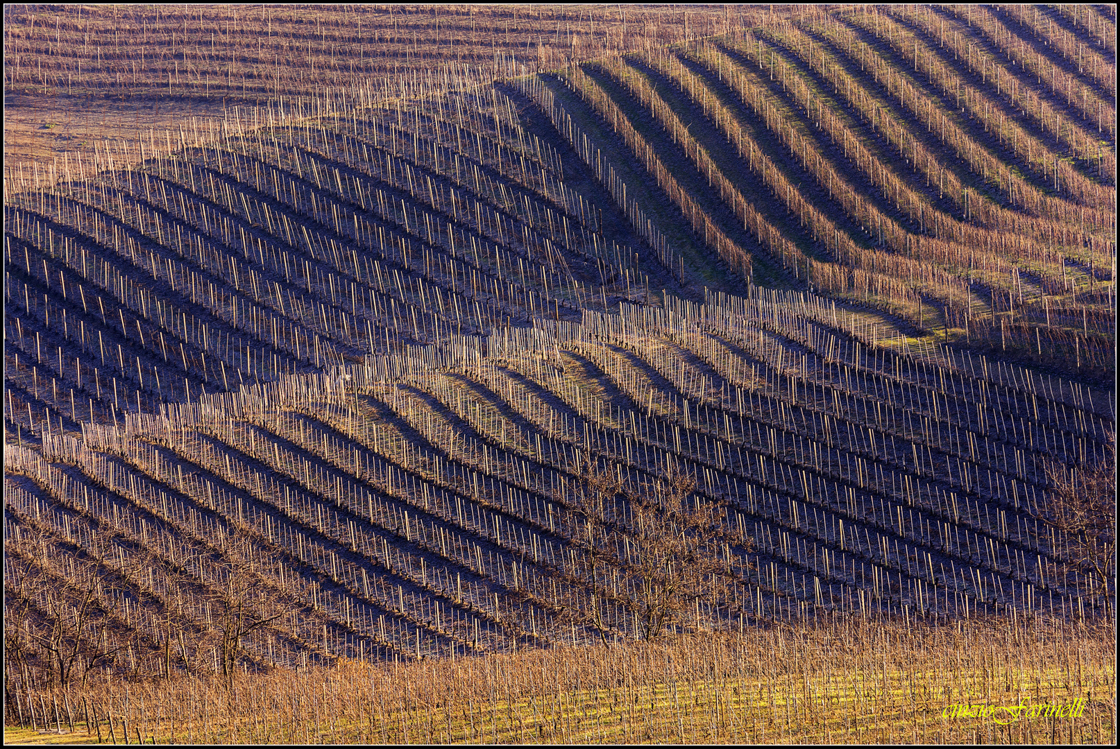 the Langhe winter.....