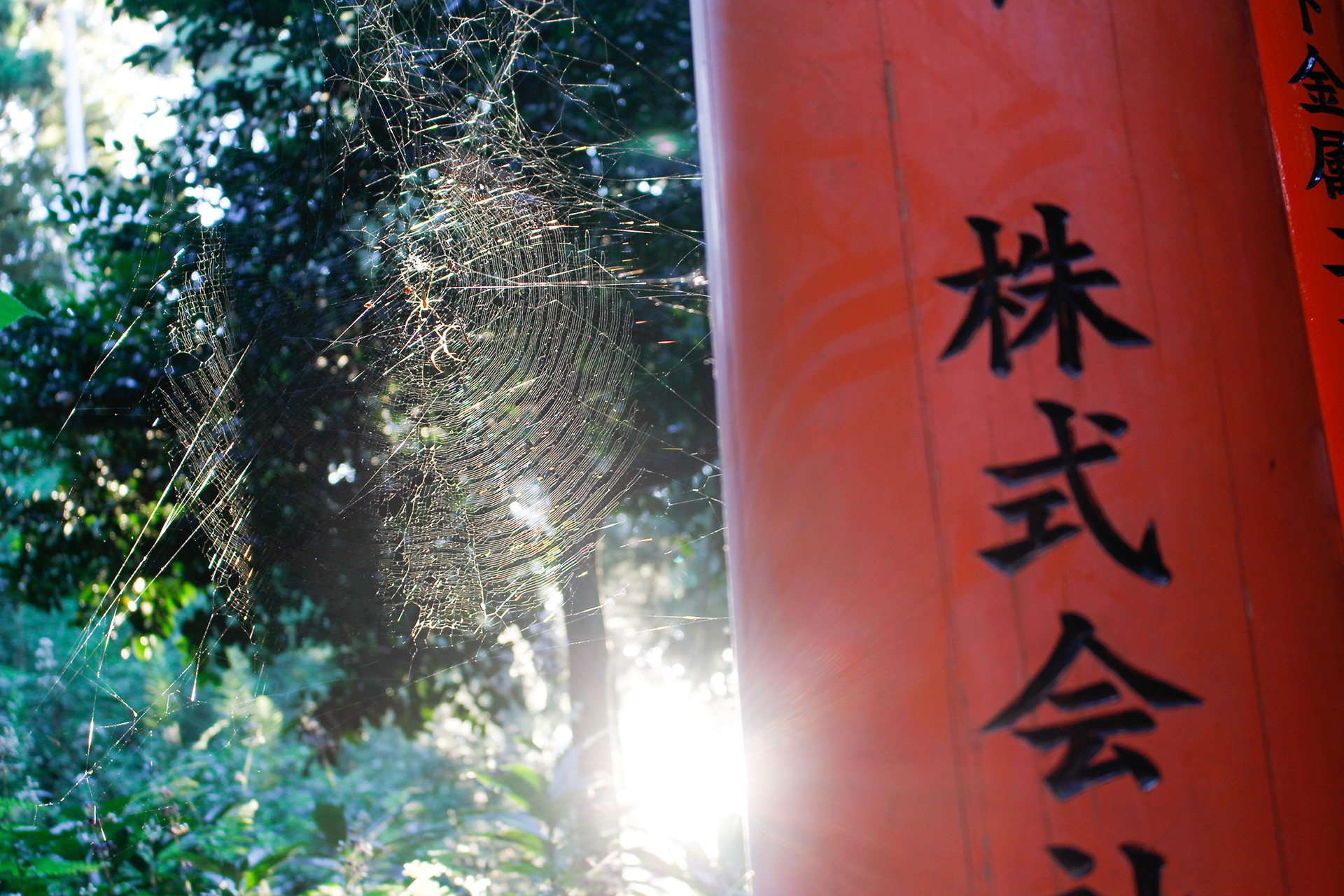 ragnatela controluce al Fushimi Inari...
