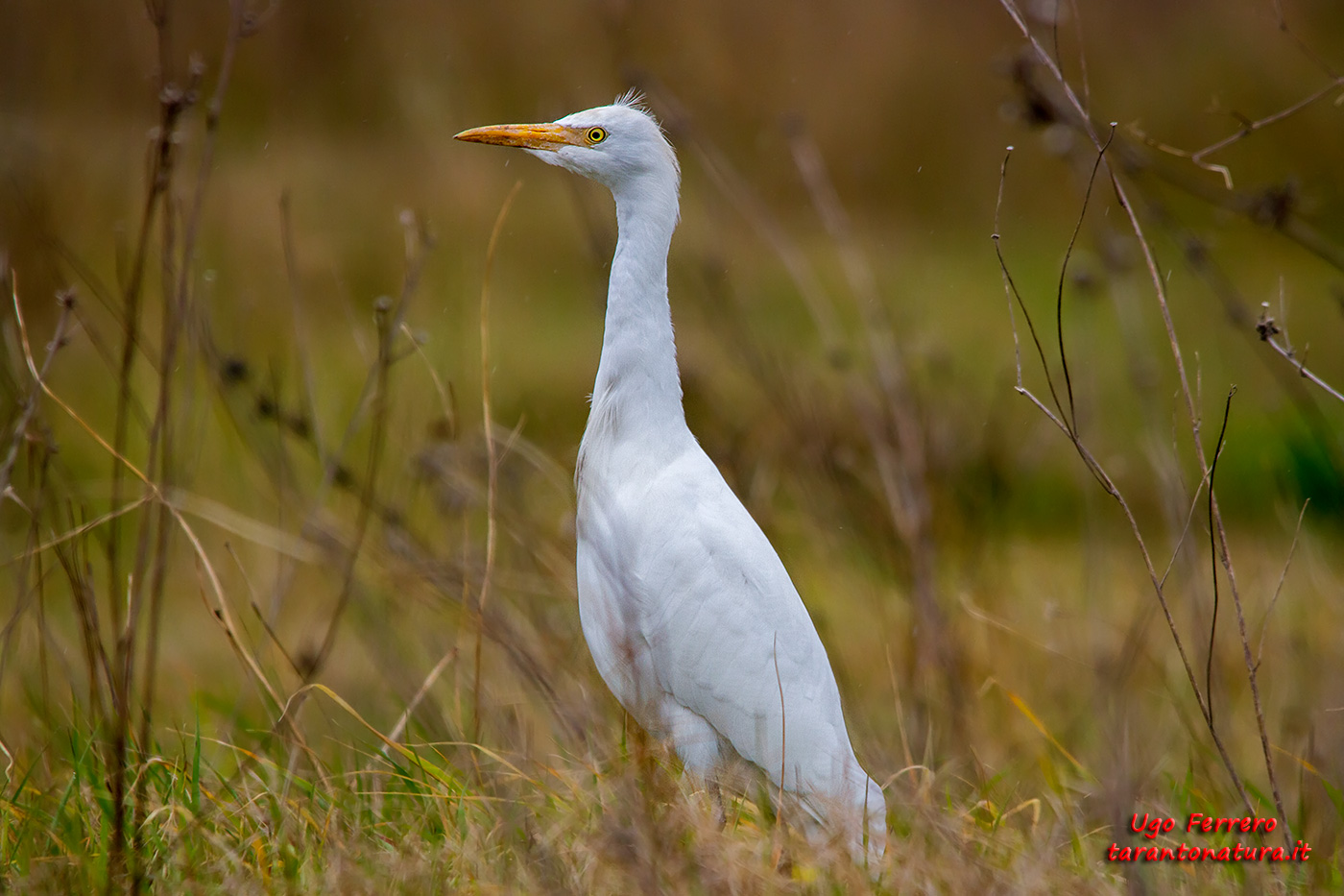 Cattle Egret...