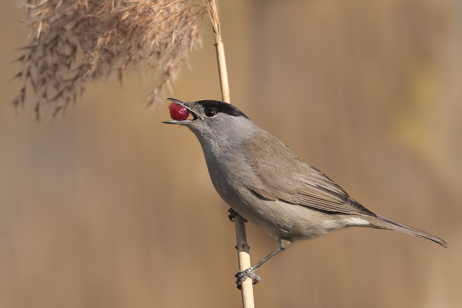 the blackcap and the grain...