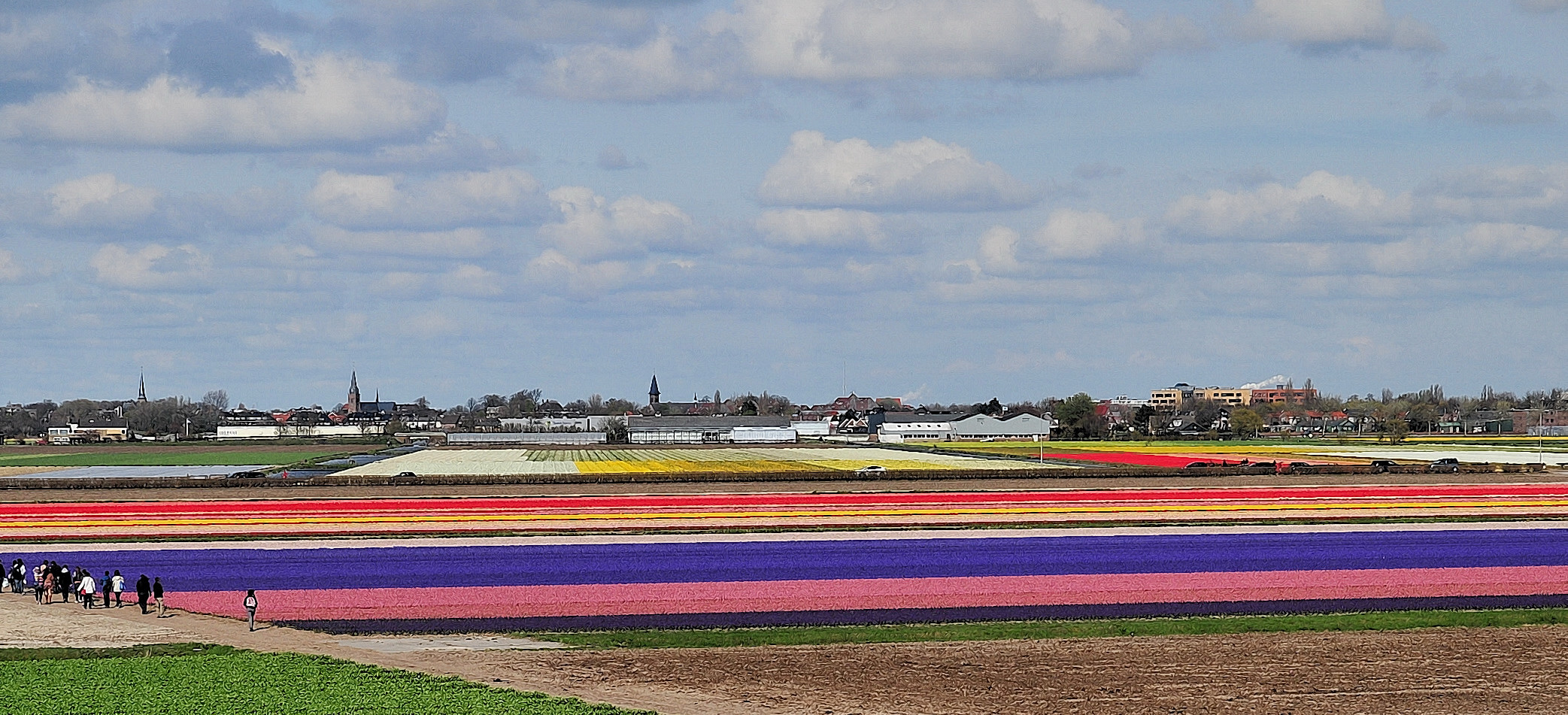 campo colorato di fiori...
