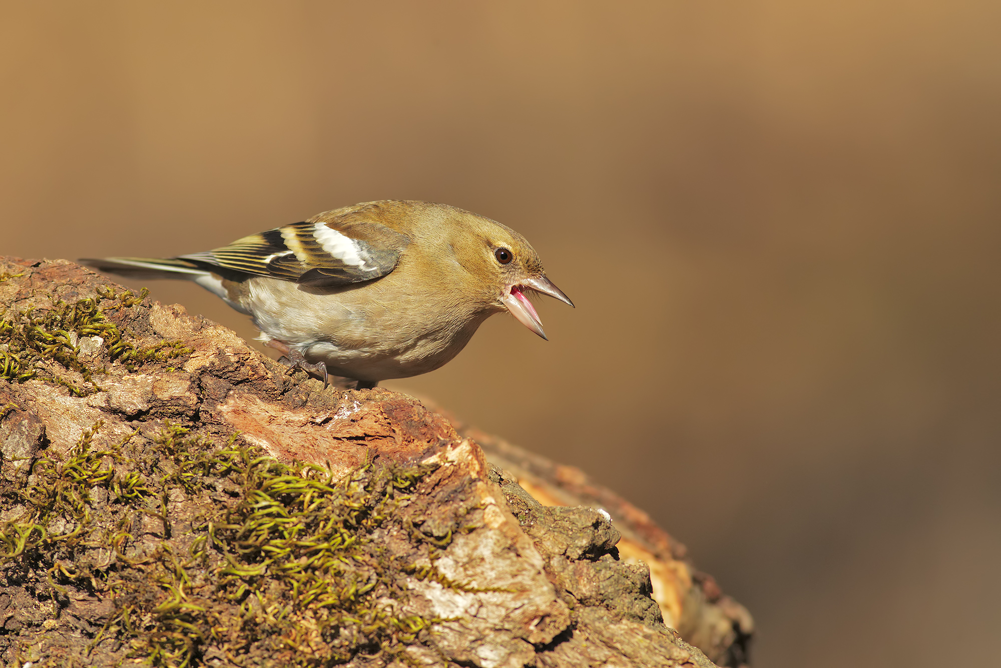 Chaffinch angry...