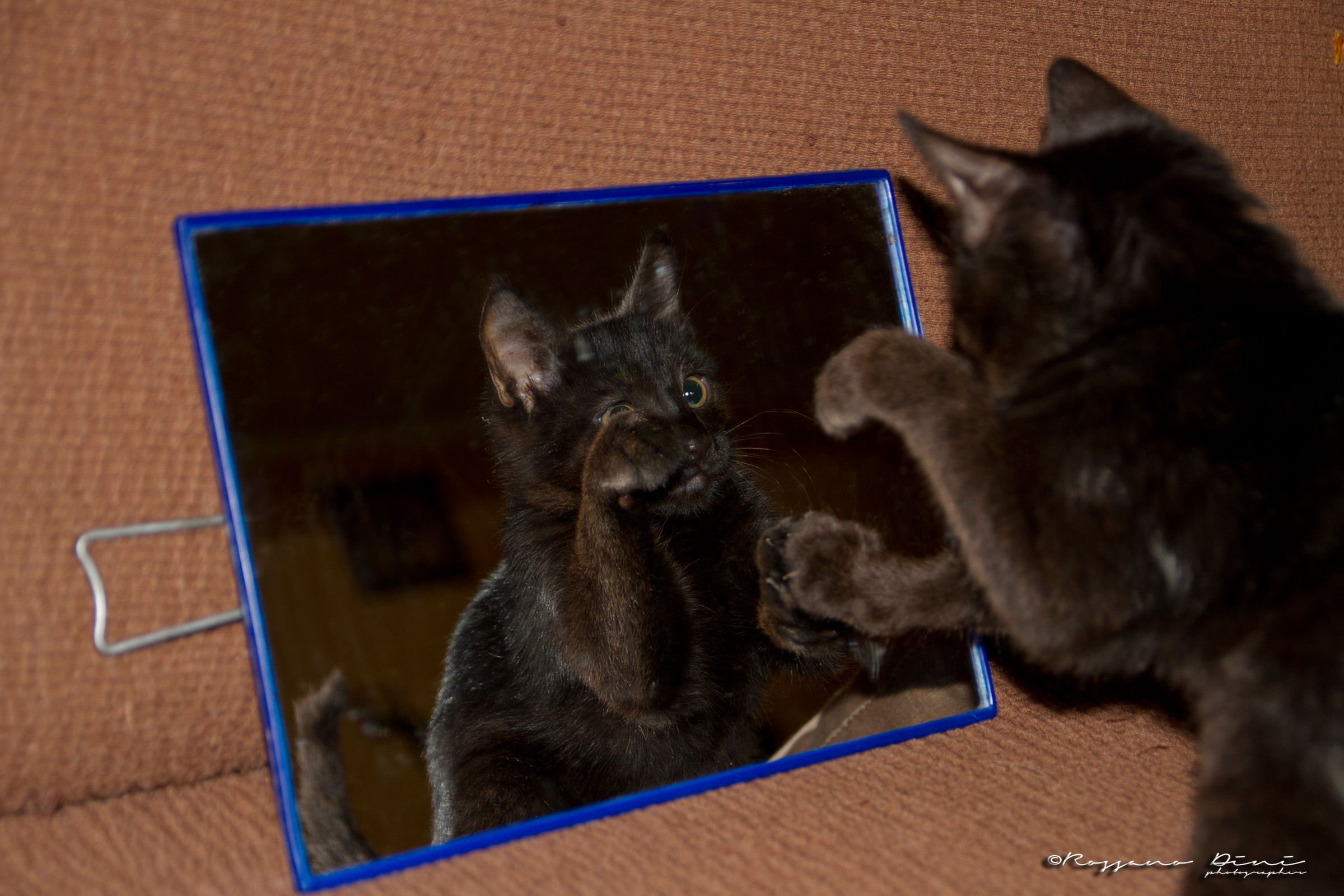 Zorro, "I present the mirror" 3...