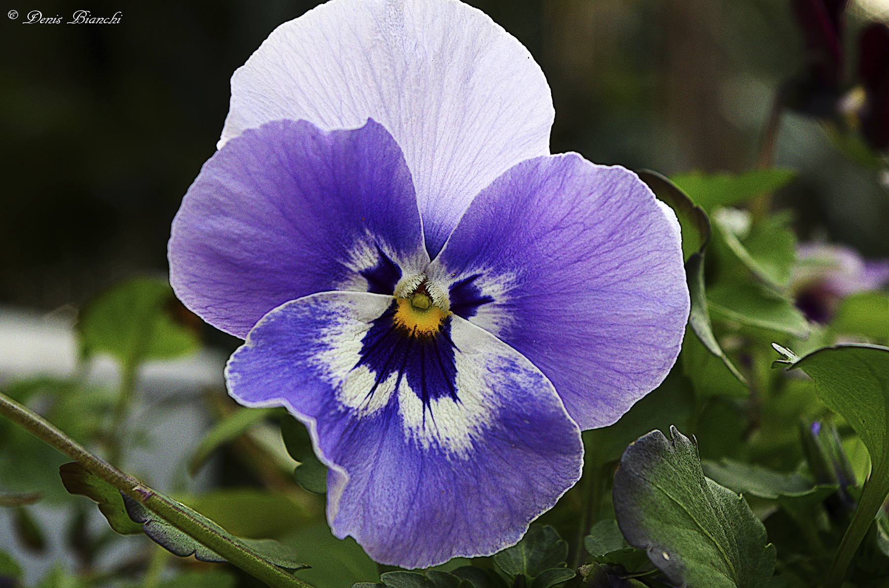 Viola del pensiero...