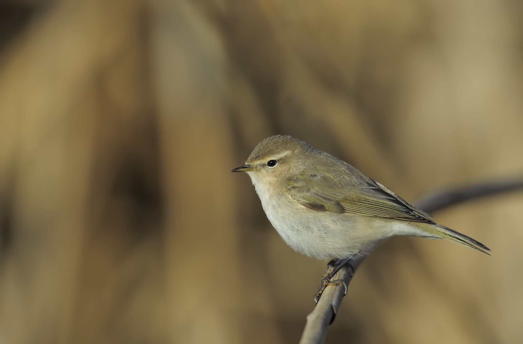 Common chiffchaff (He small)...