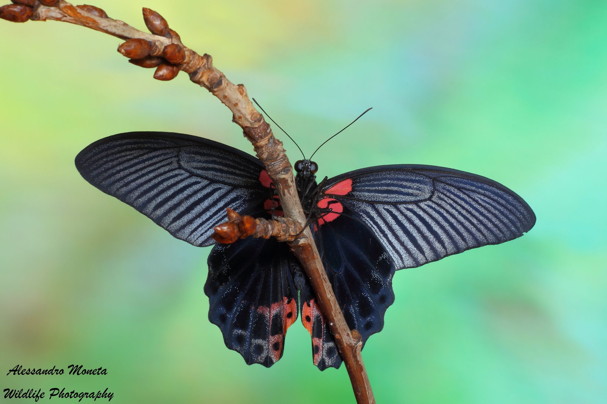 Papilio Memnon front view...