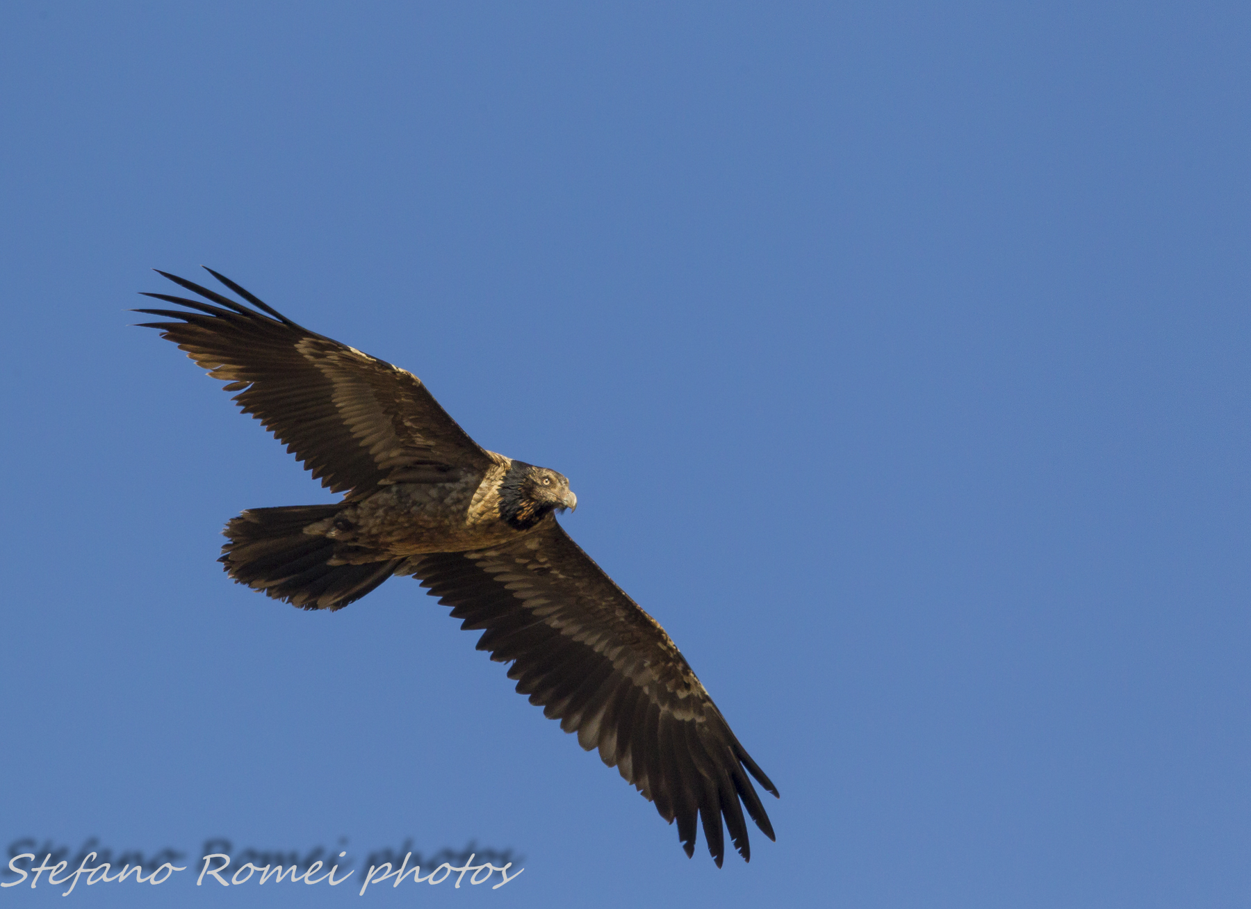 bearded vulture...