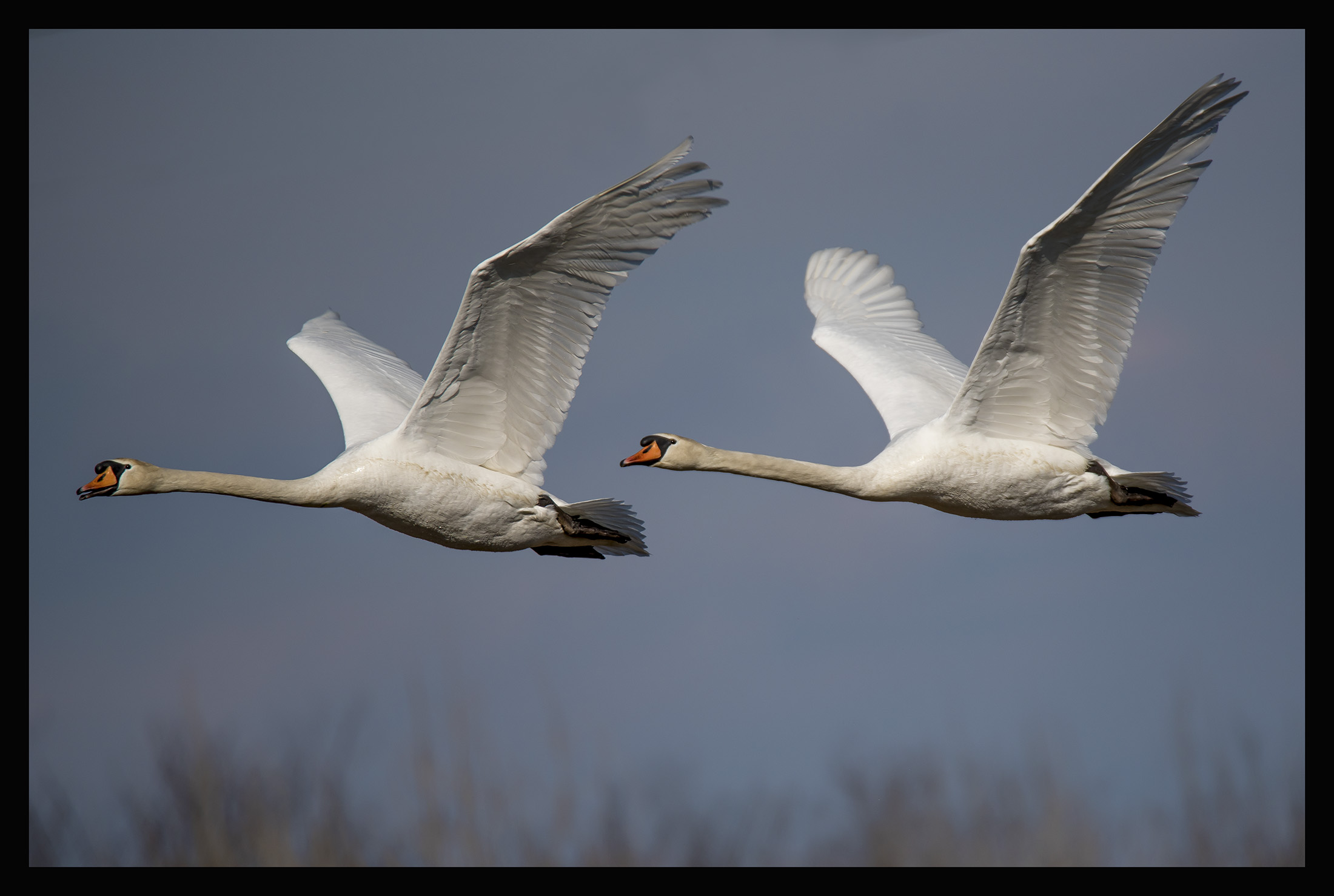 Swans in flight...