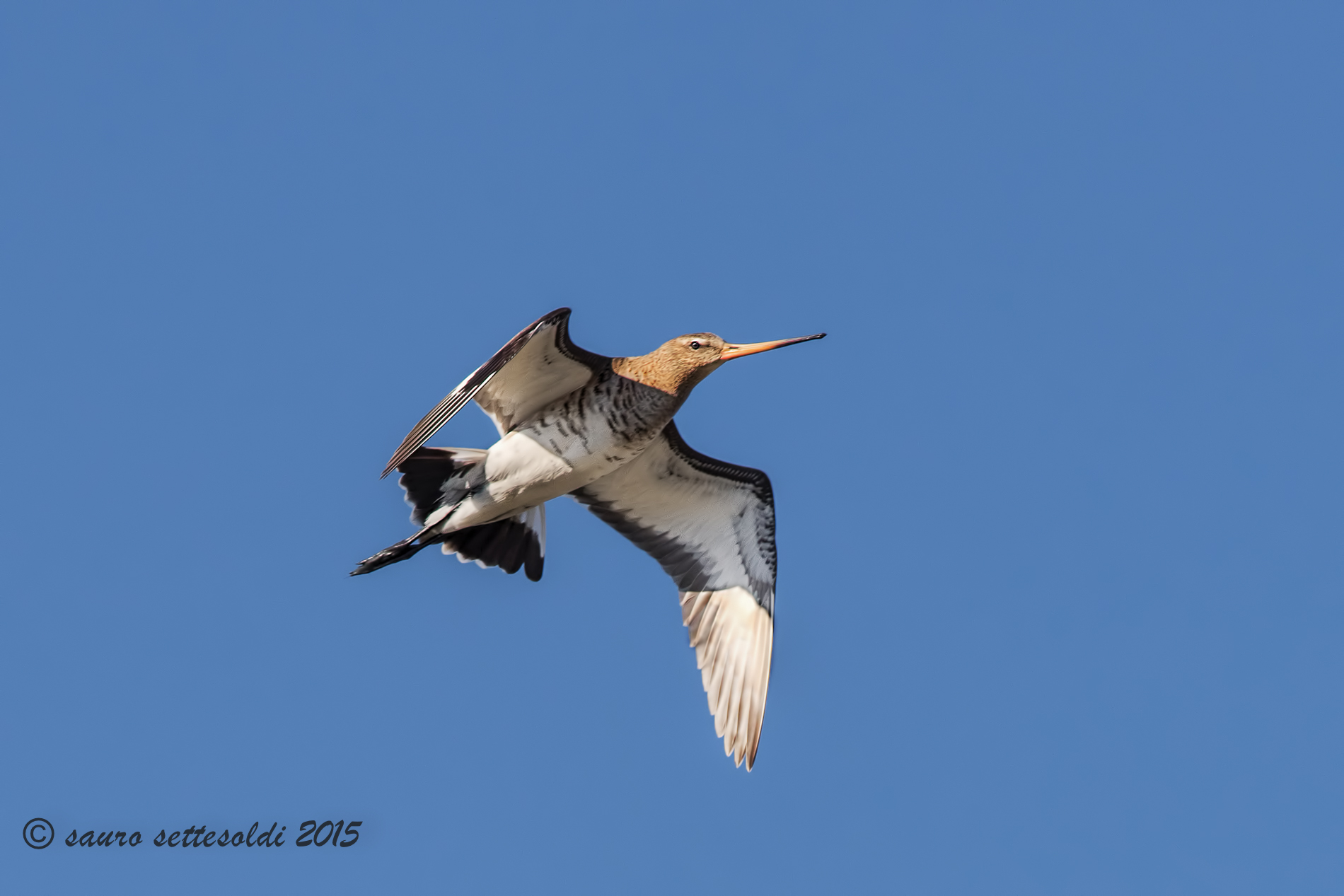 Royal Godwit in flight...