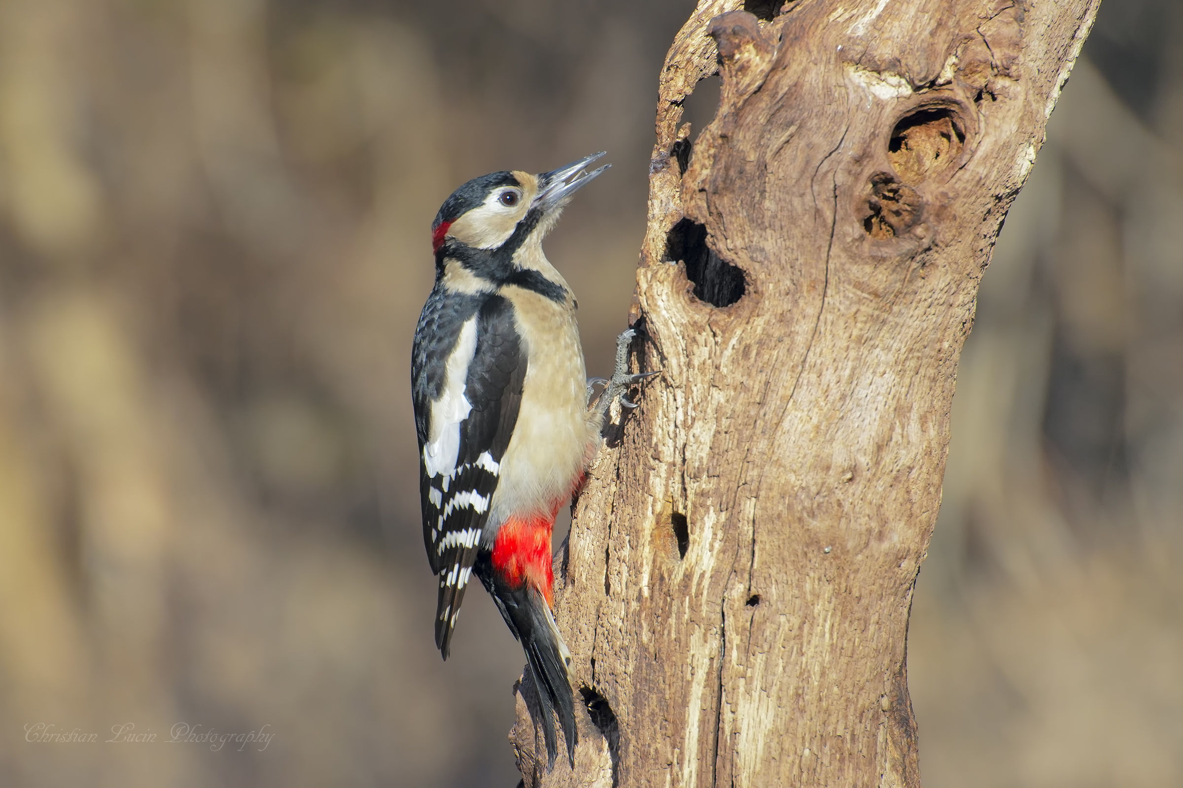 Woodpecker Red Male...