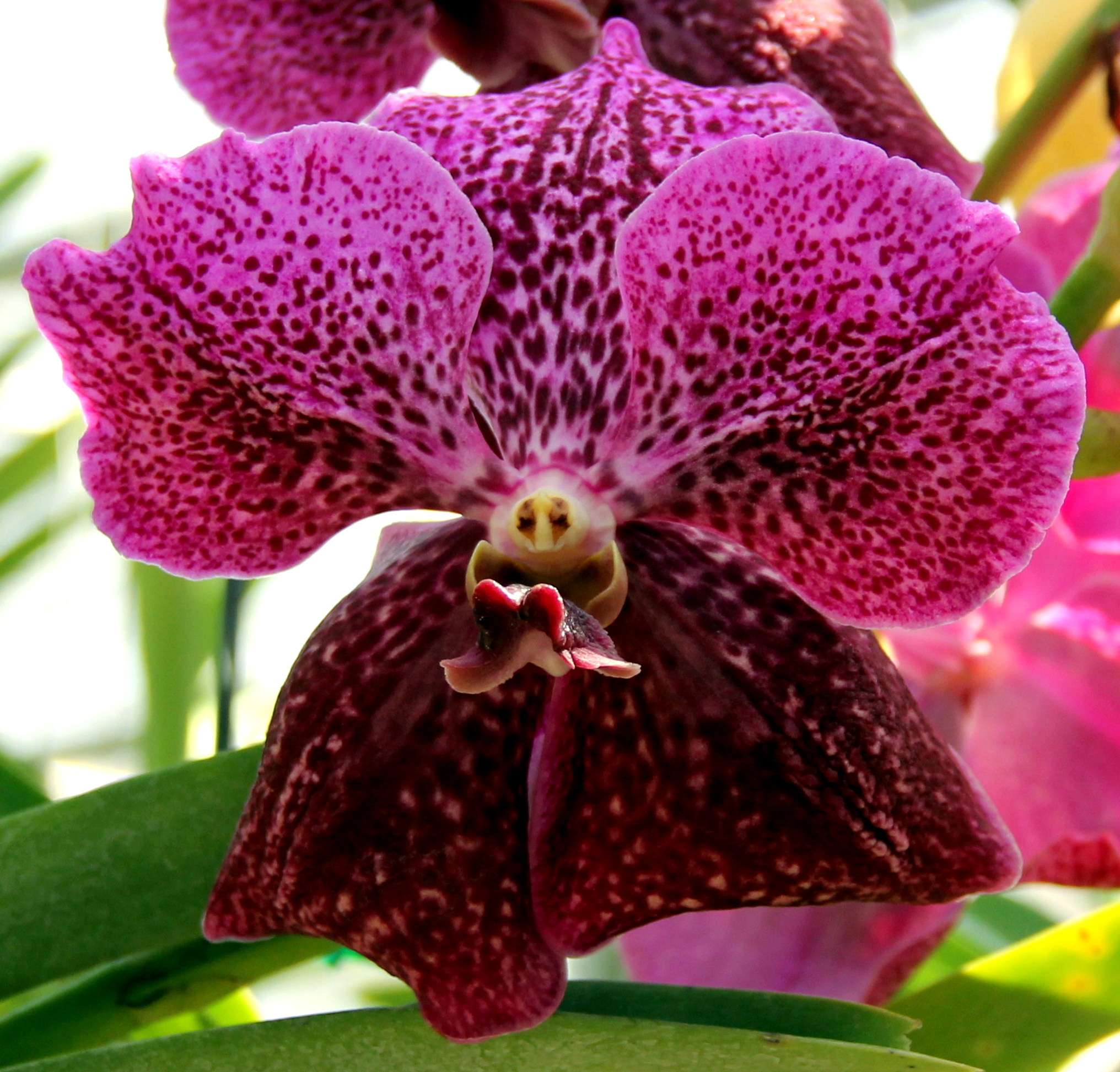 Semplicemente...orchidea...