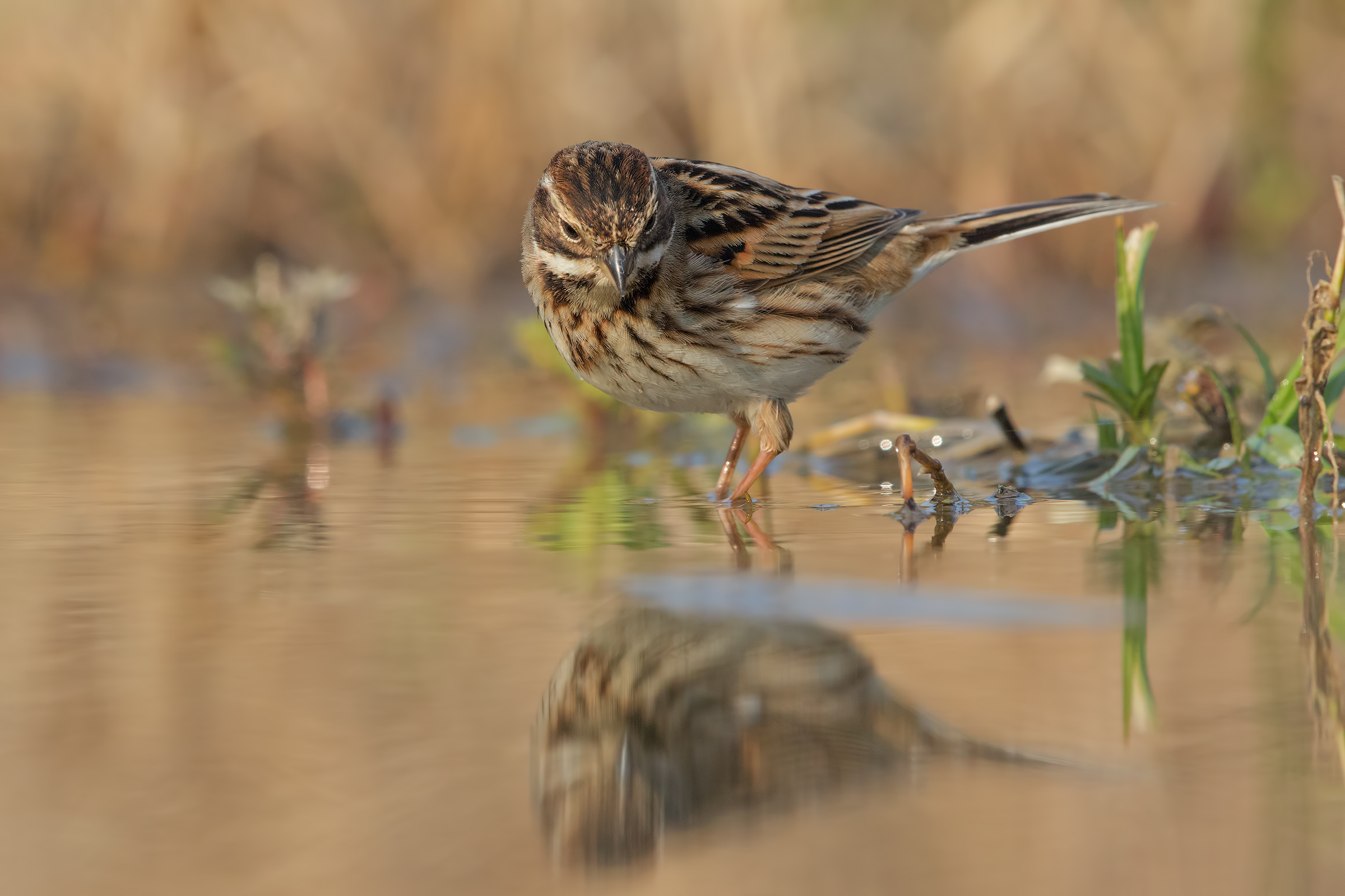 Reed Bunting...