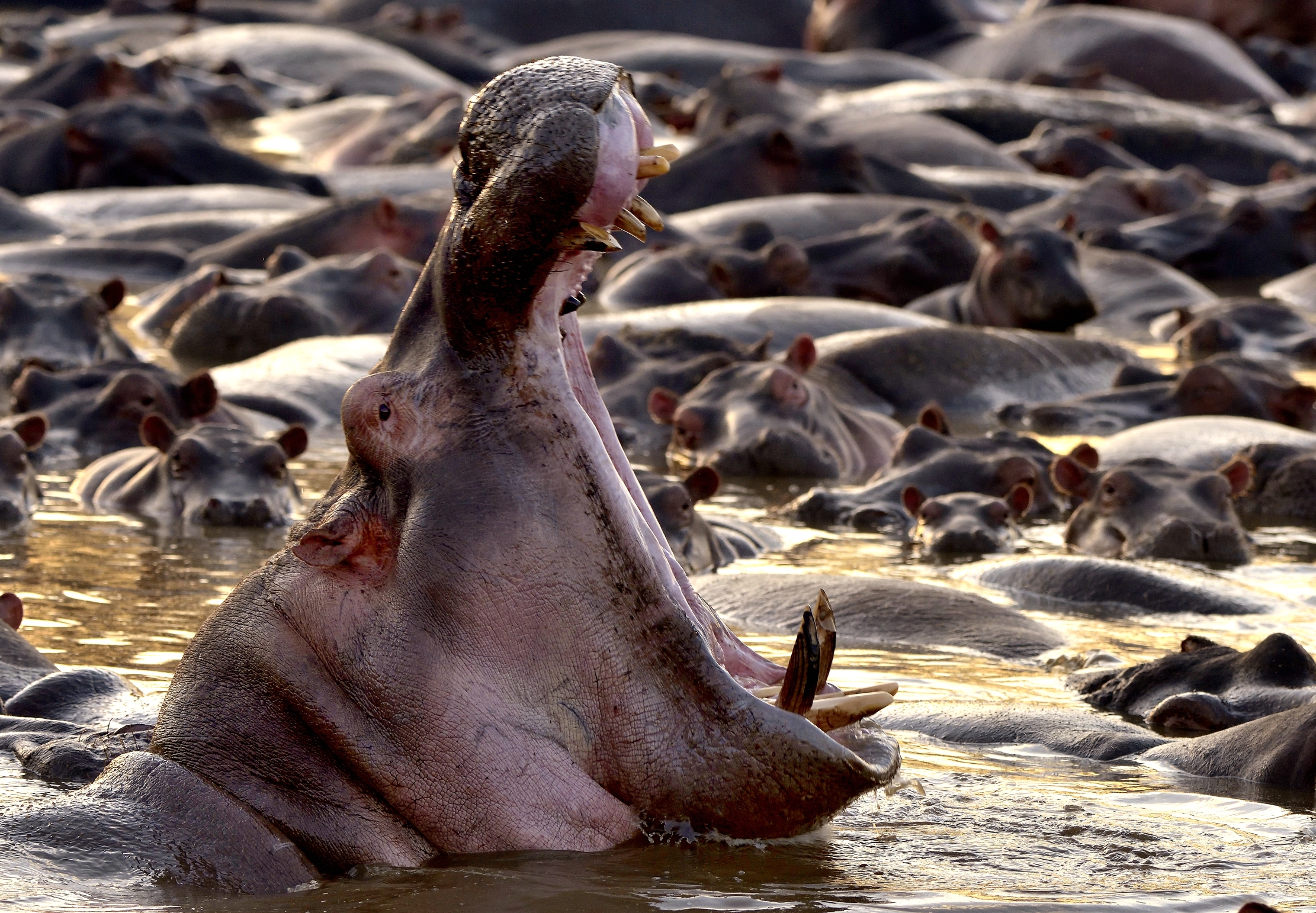 Tanzania 2015 - Ippo eats everything...