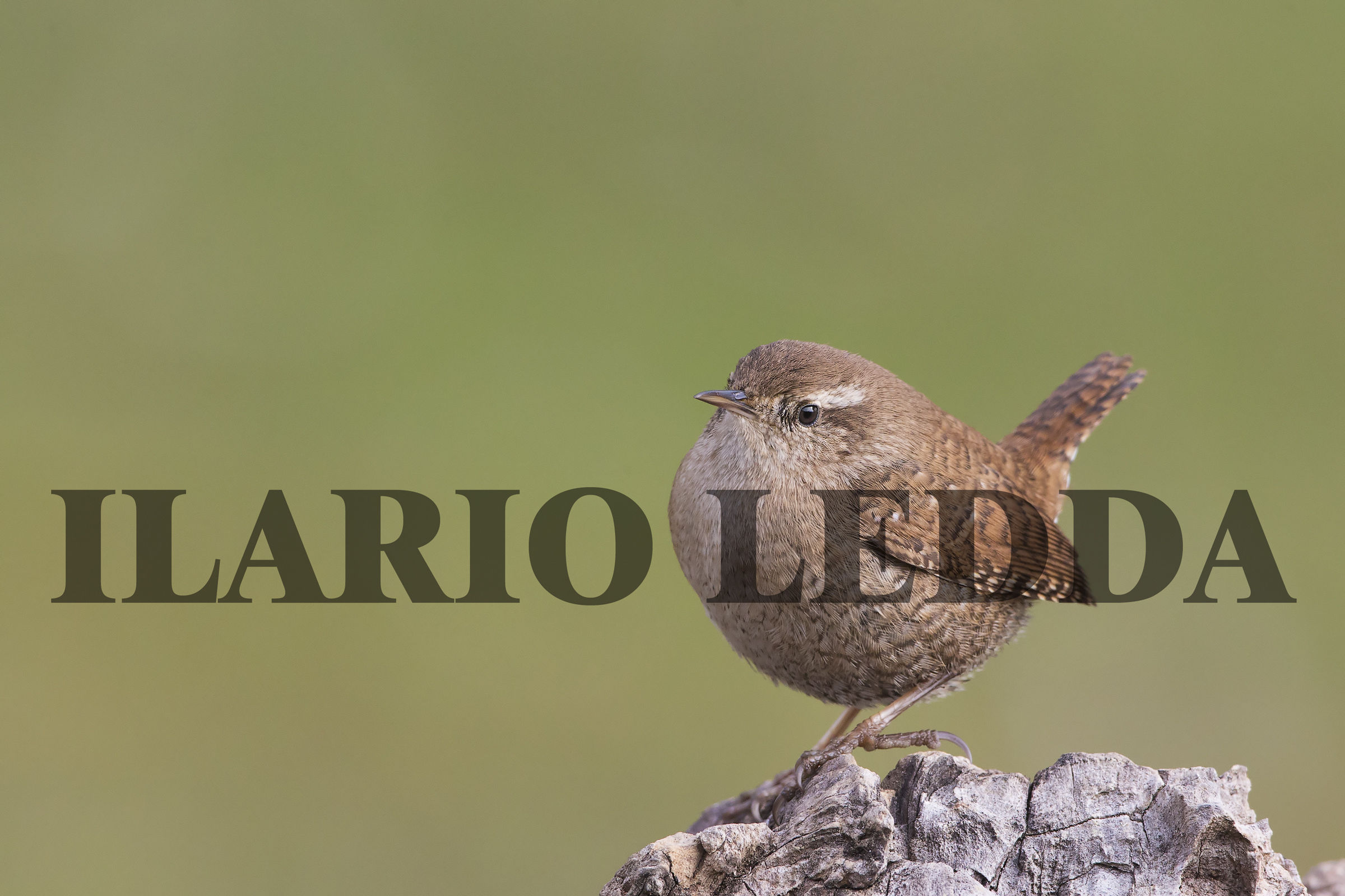 wren...