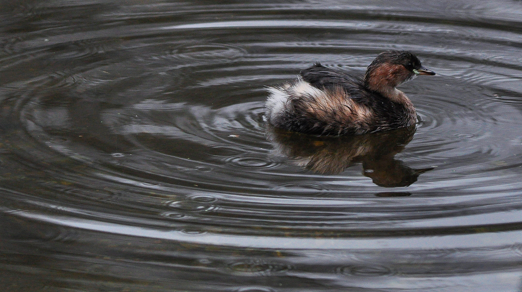 little grebe...