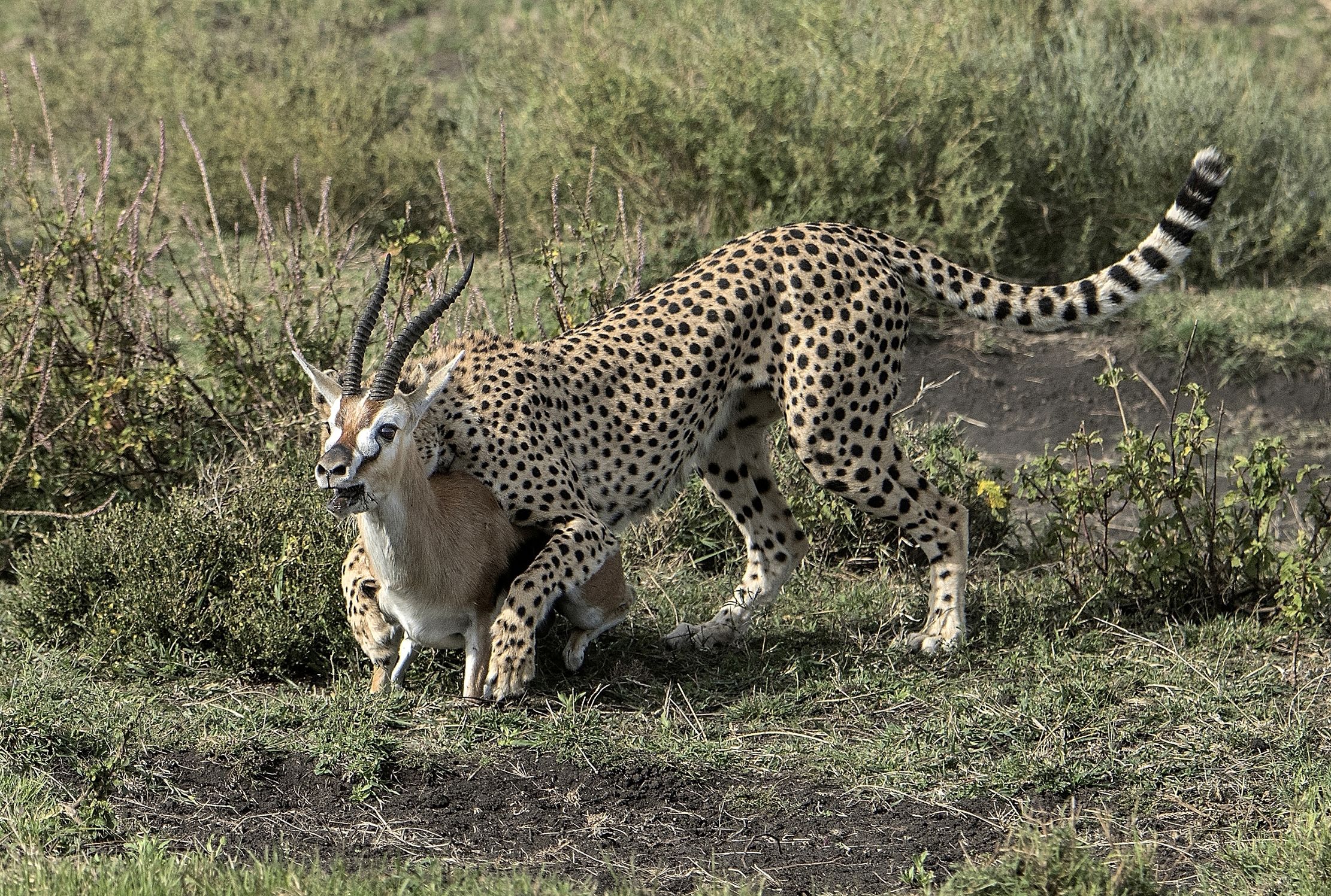 Tanzania 2015 - La caccia...