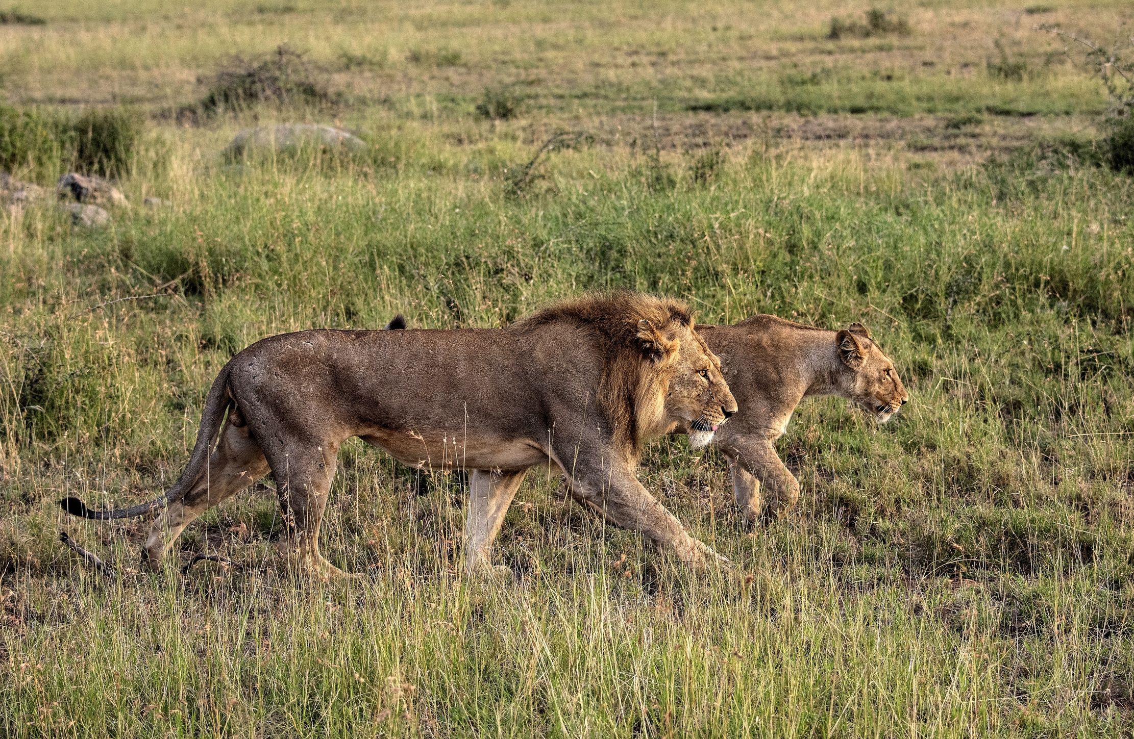 Tanzania 2015 - La coppia pericolosa...