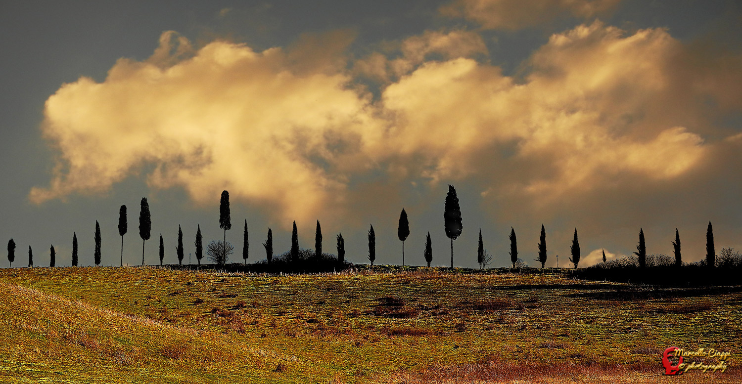 The cypresses...