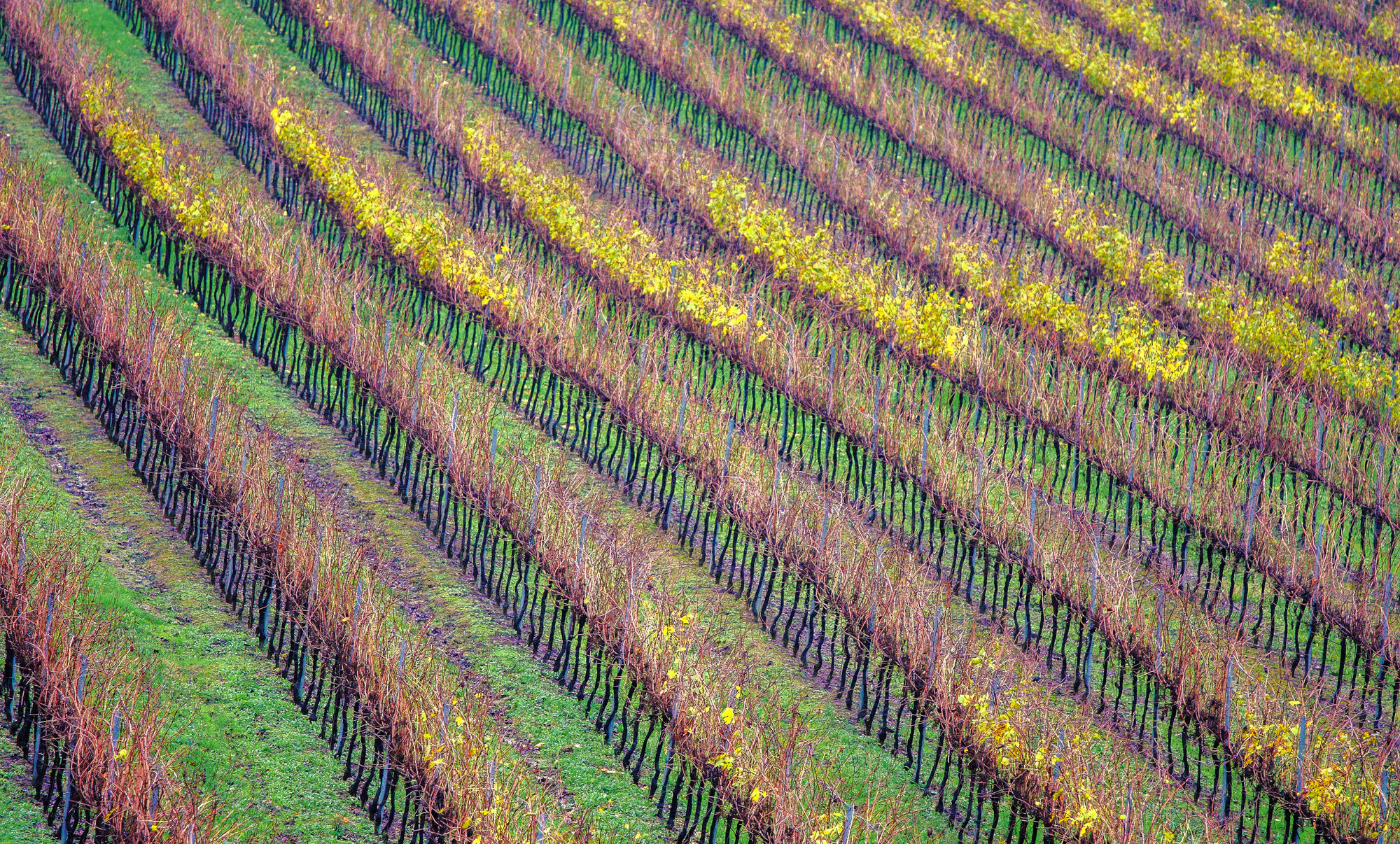 Rows in autumn...