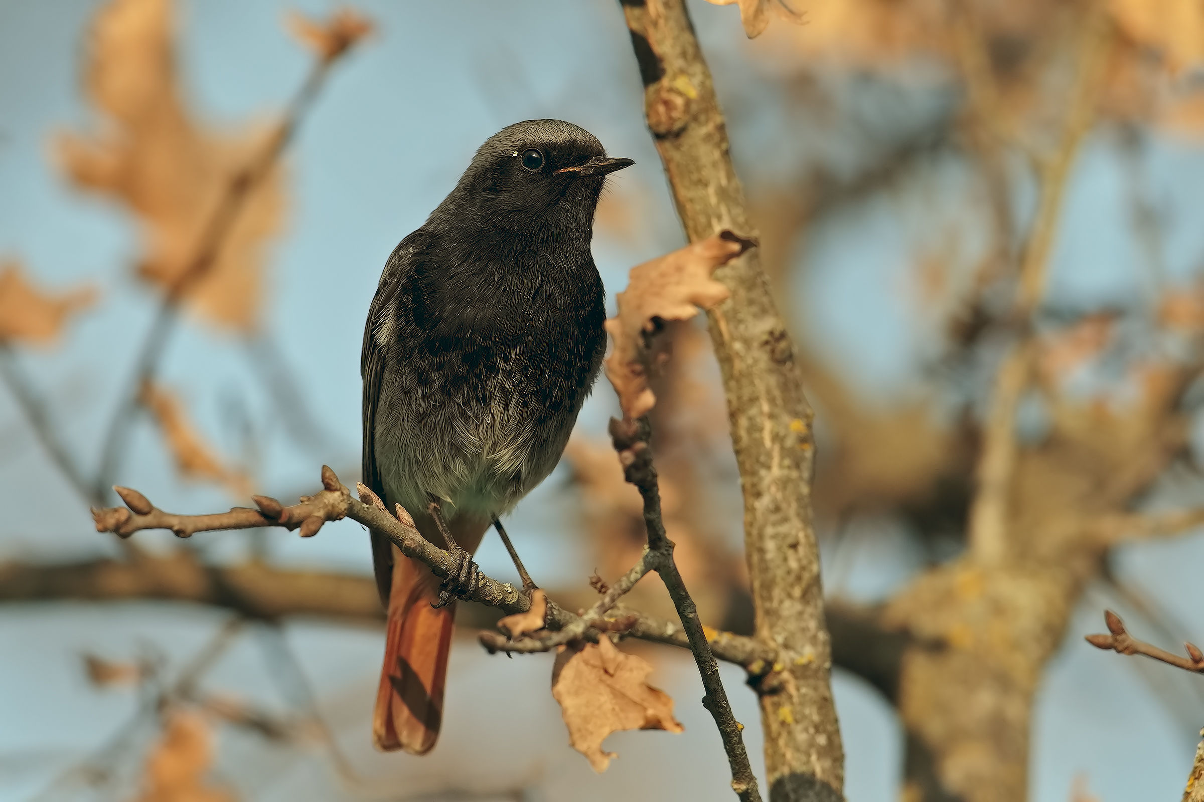 Redstart Sweeps...