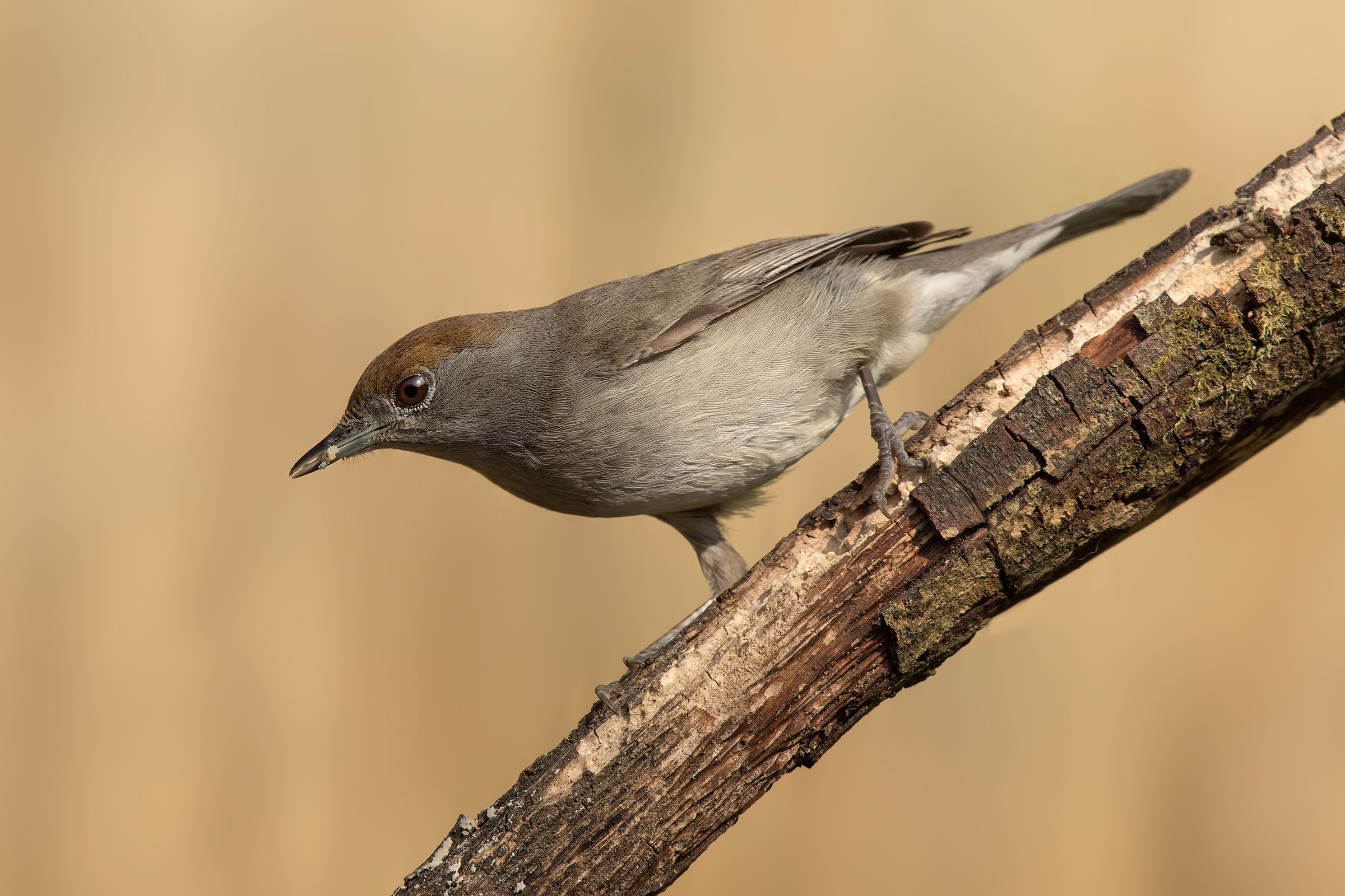 Blackcap female...