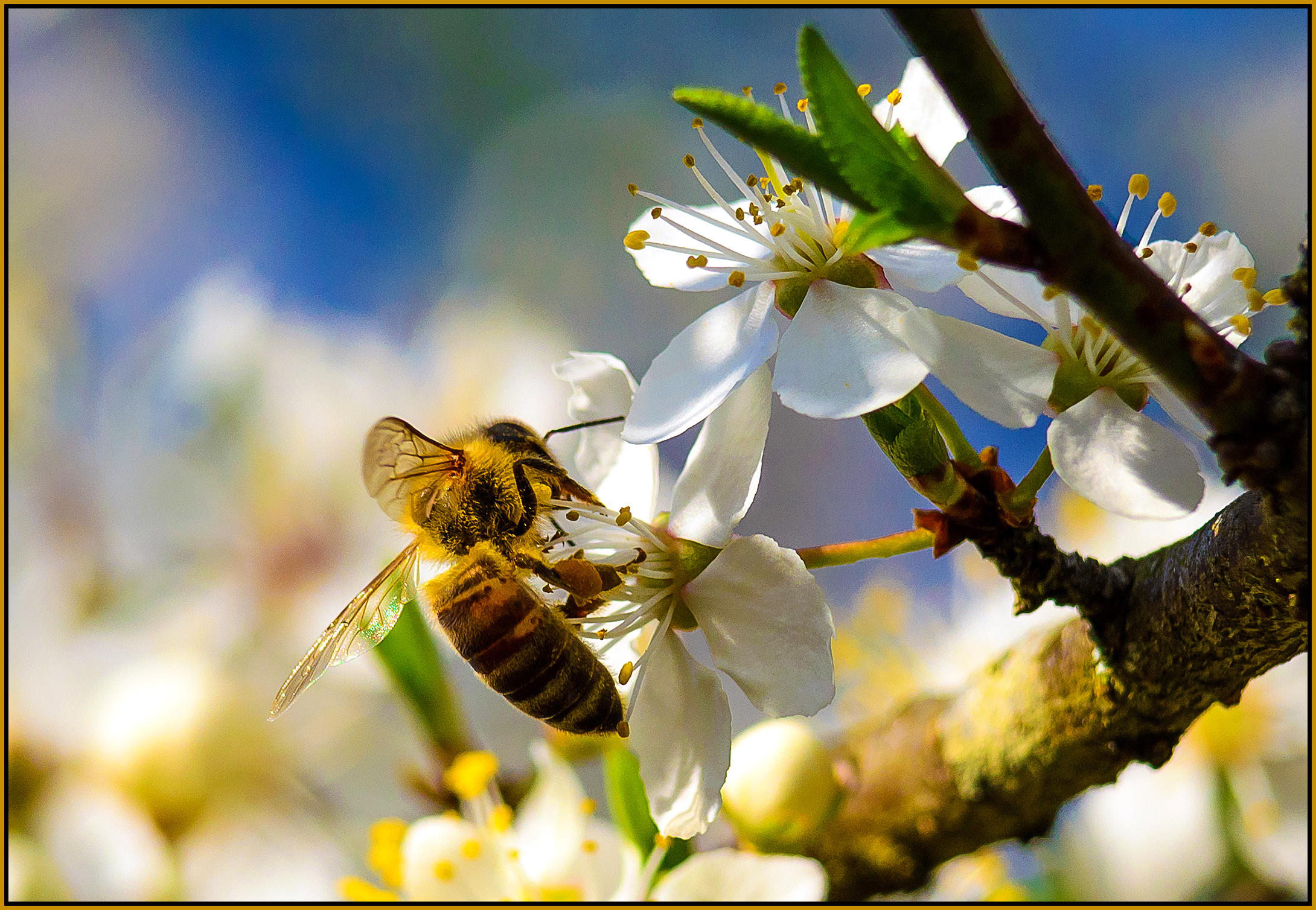 Bee on cherry blossom...