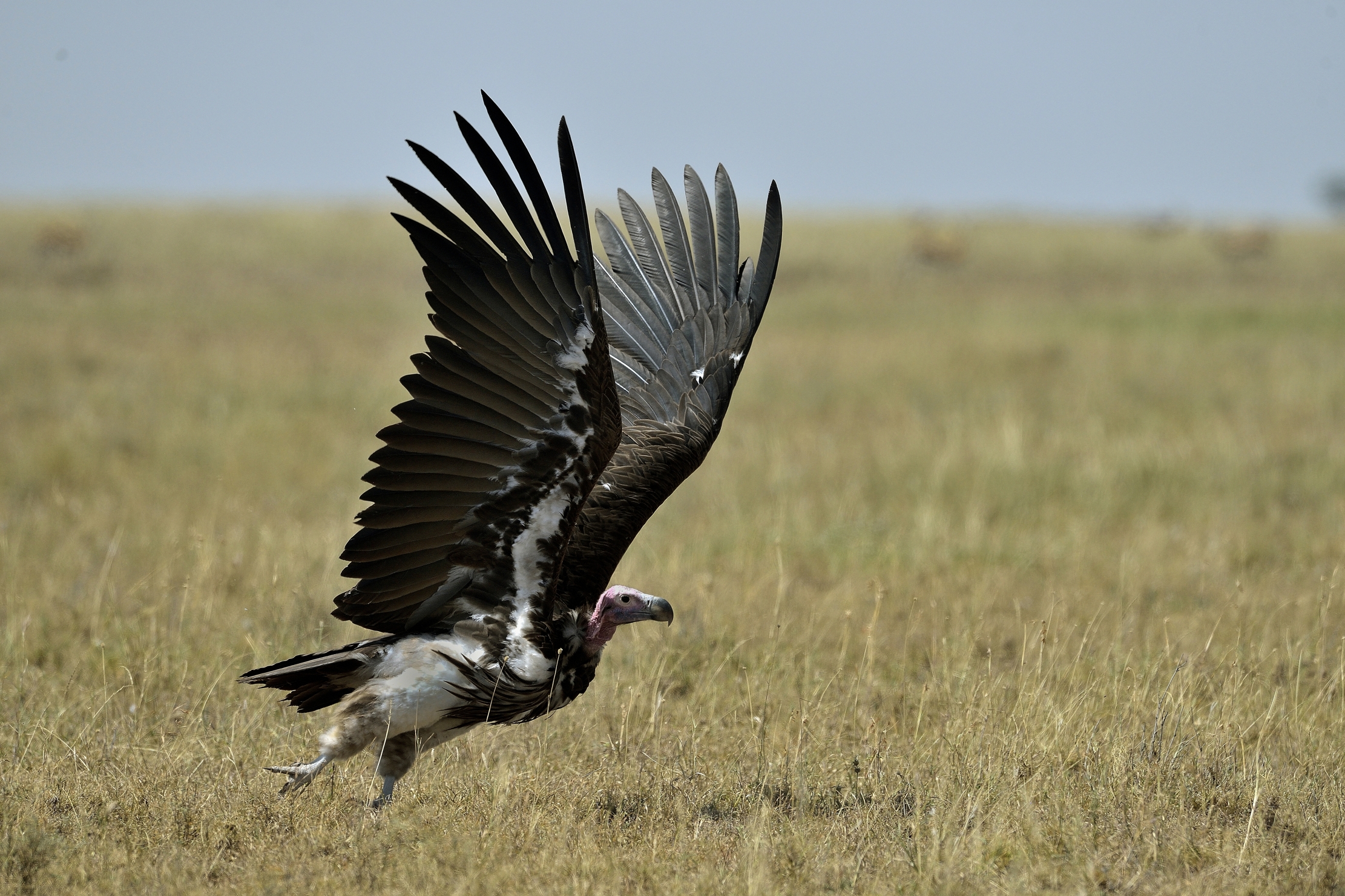 Tanzania 2015 - Avvoltoio...