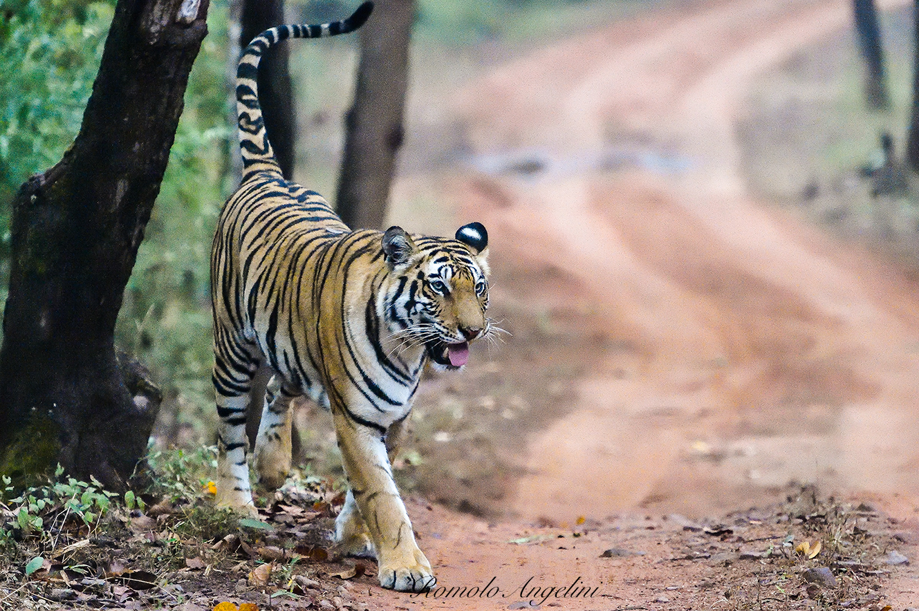 Tiger in the Jungle of Bandhavadarh...