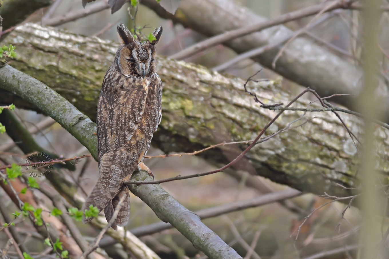 Owl (Asio otus)...
