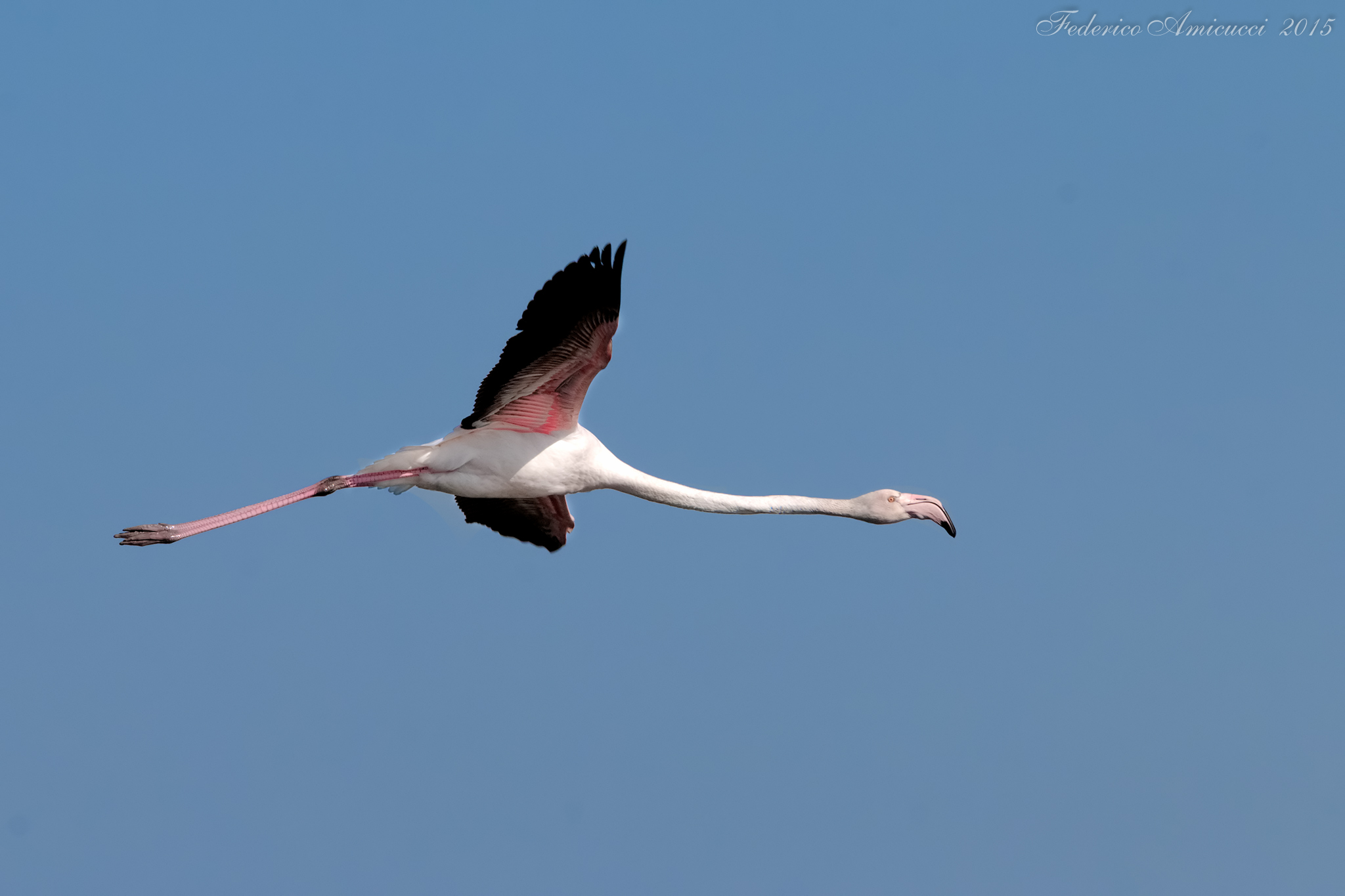 Flamingo flying on the Lagoon...