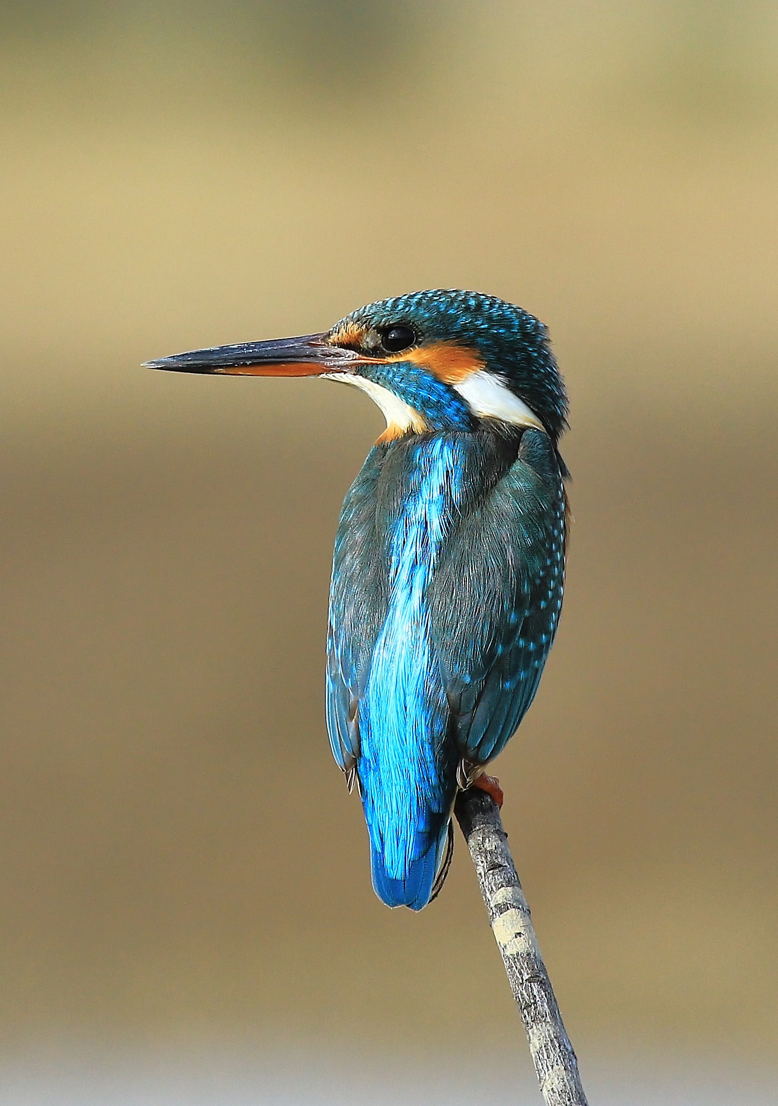 Kingfisher...