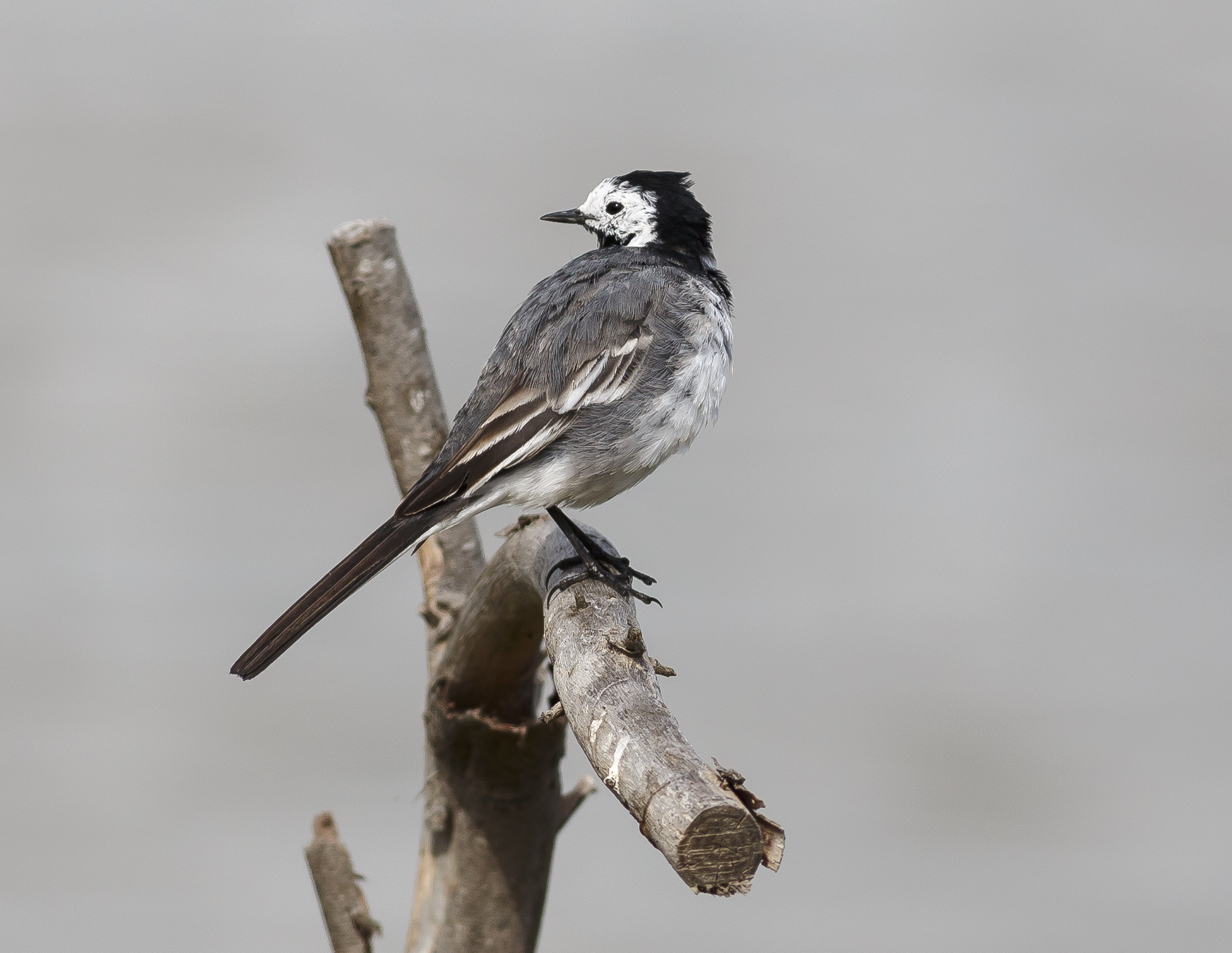 white wagtail...
