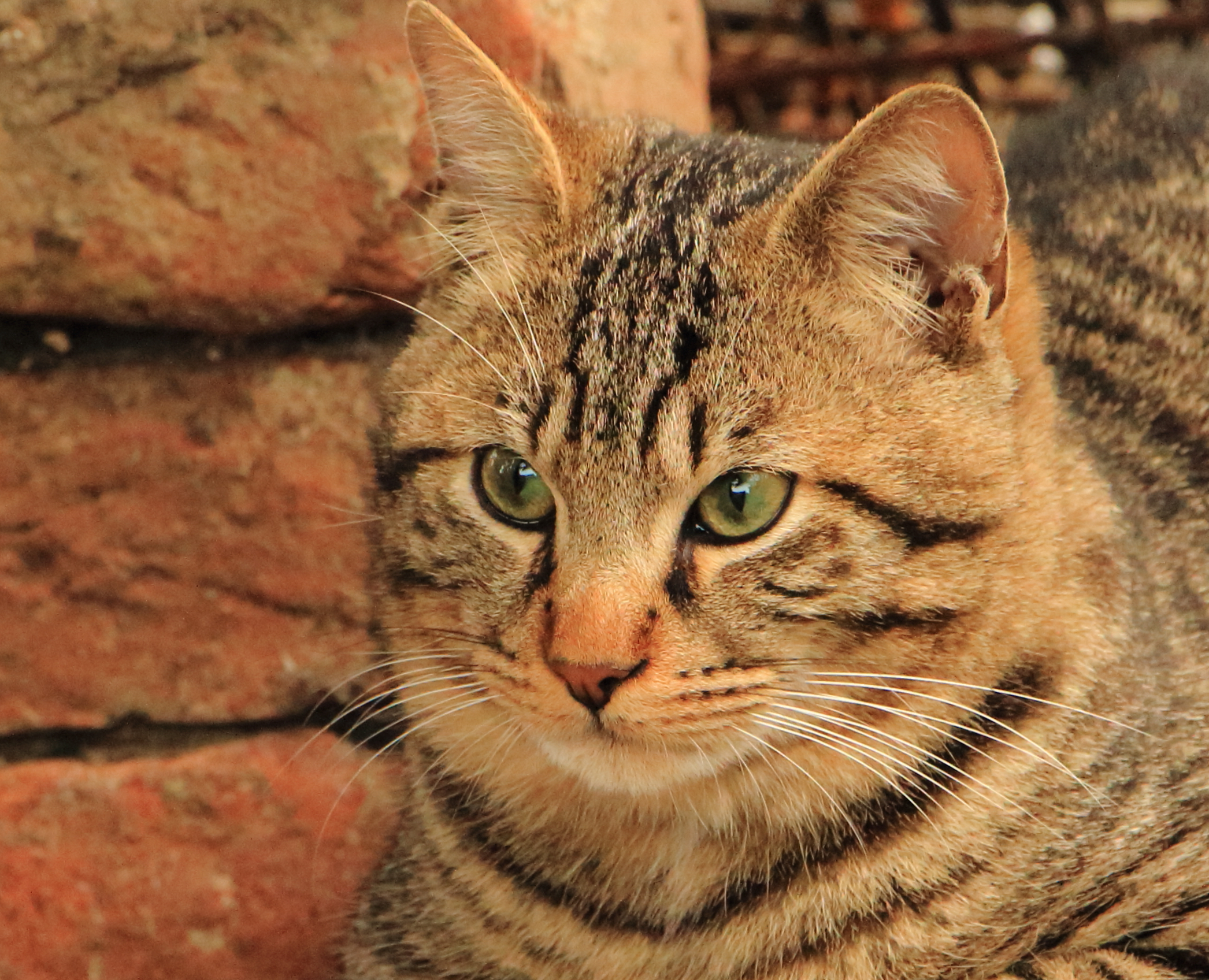 cat...