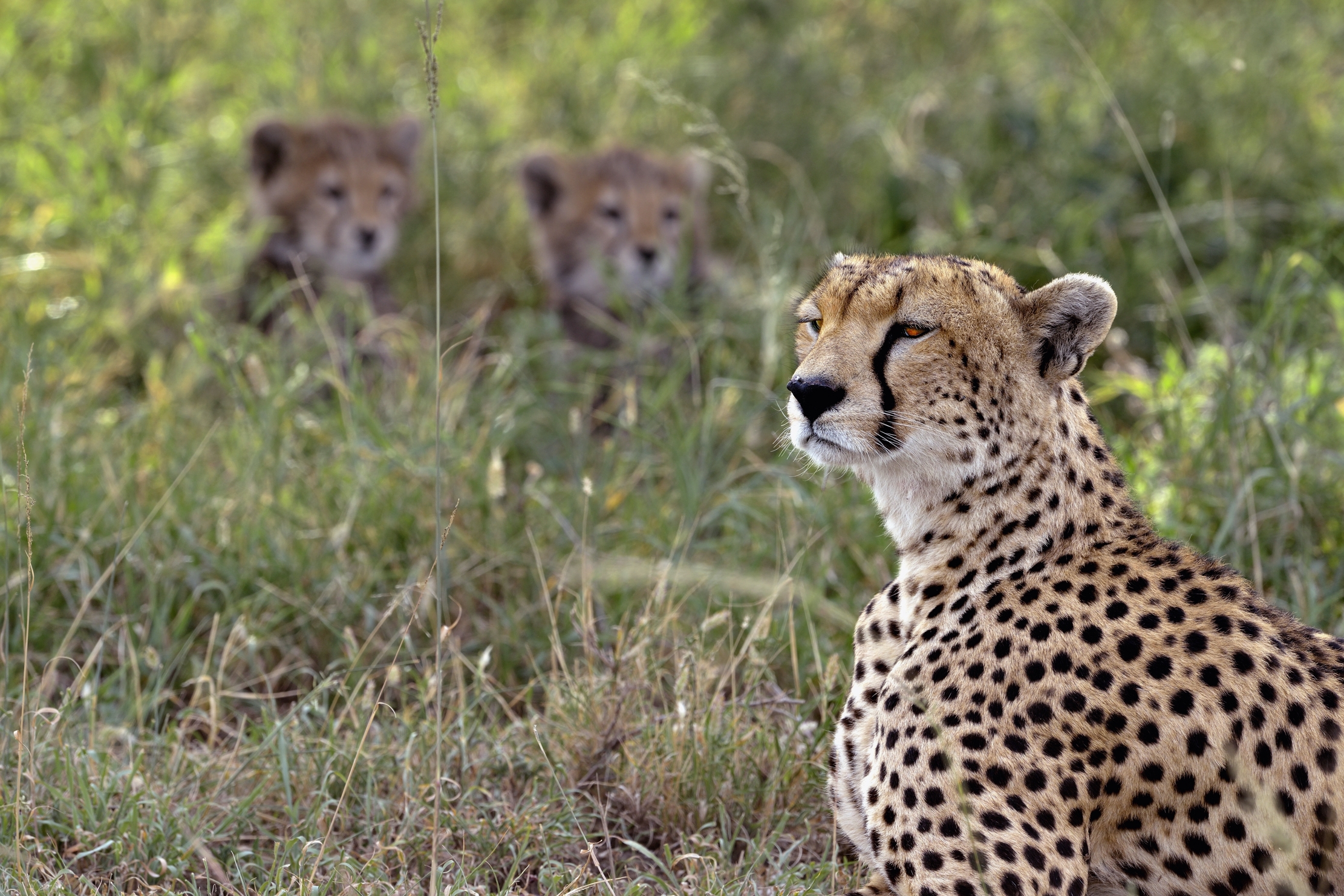 Tanzania 2015 - The mother and puppies...