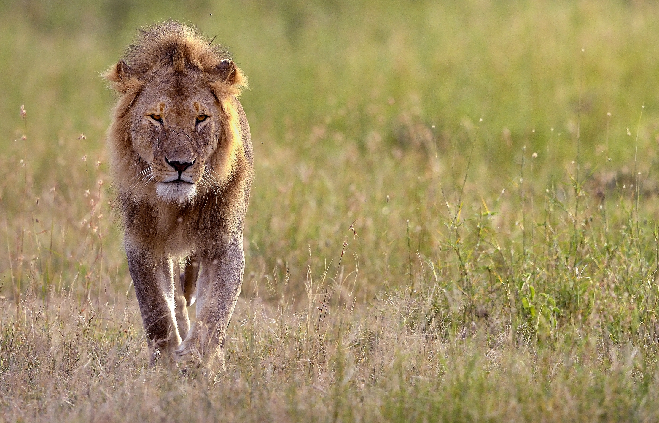 Tanzania 2015 - Graceful...
